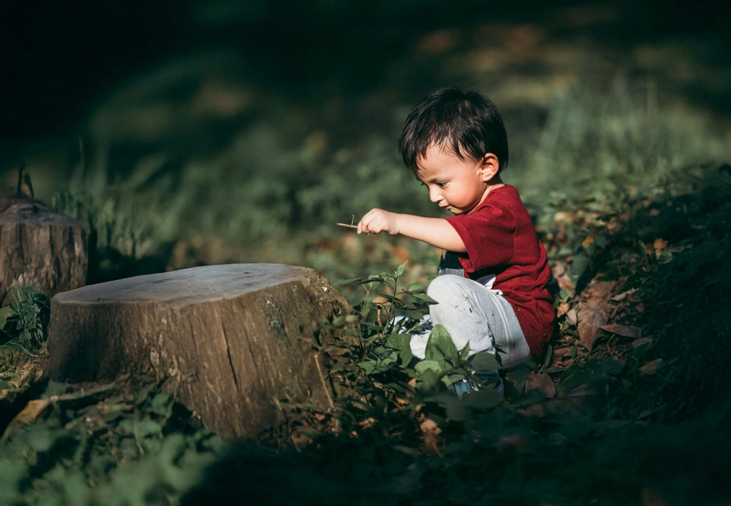 Young child sitting outdoors on ground covered with leaves, holding a twig, near a large tree stump.