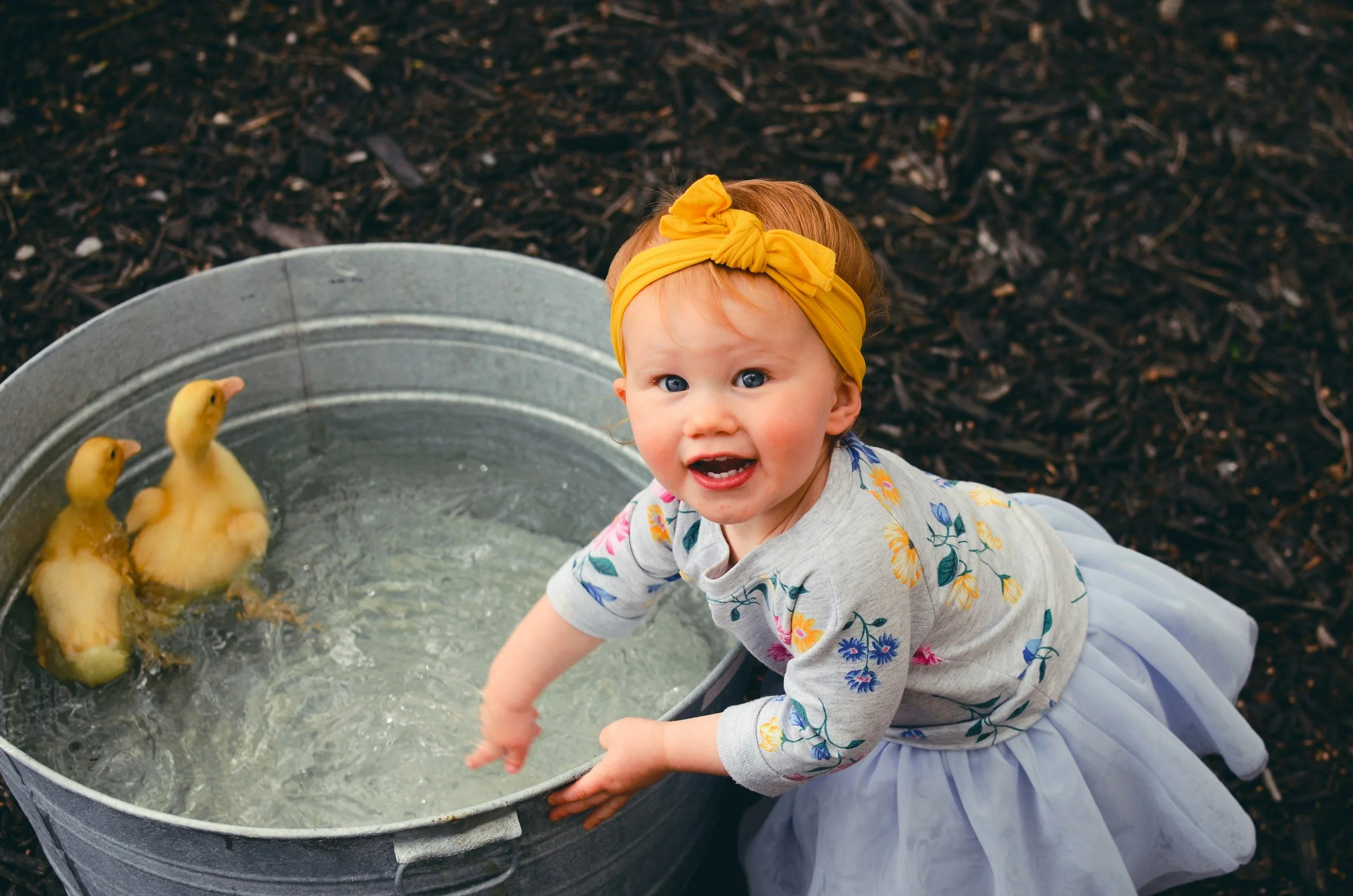 A young girl with red hair, wearing a yellow headband and floral shirt, is reaching into a metal bucket filled with water and small yellow ducklings. She is outdoors on a mulch surface.