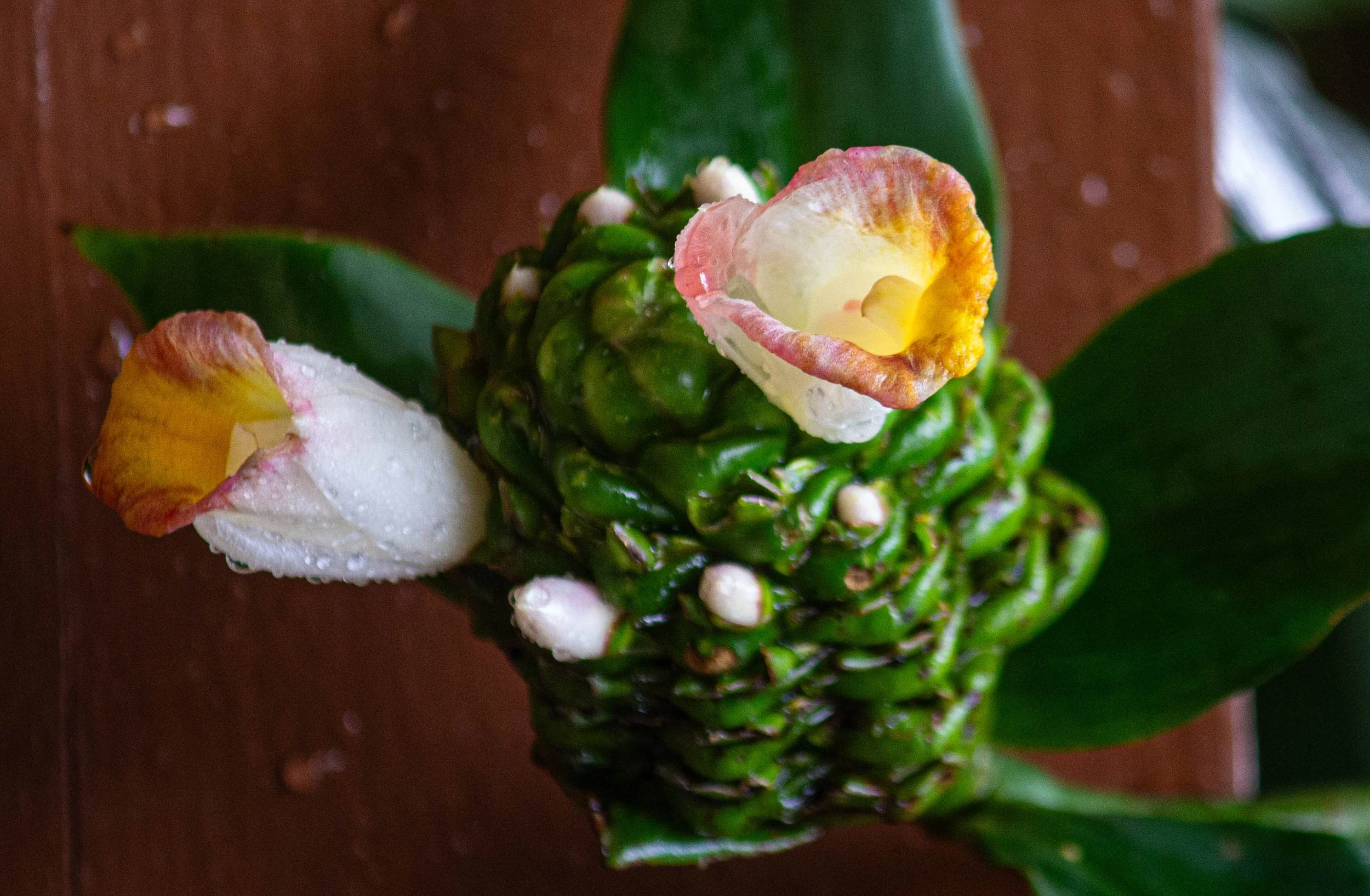 A close up image of a shampoo ginger plant, showing flowers at different stages of the blooming process. Some are just buds,and some are fully flowered. In the middle, a text overlay bubble states, "we blossom together"