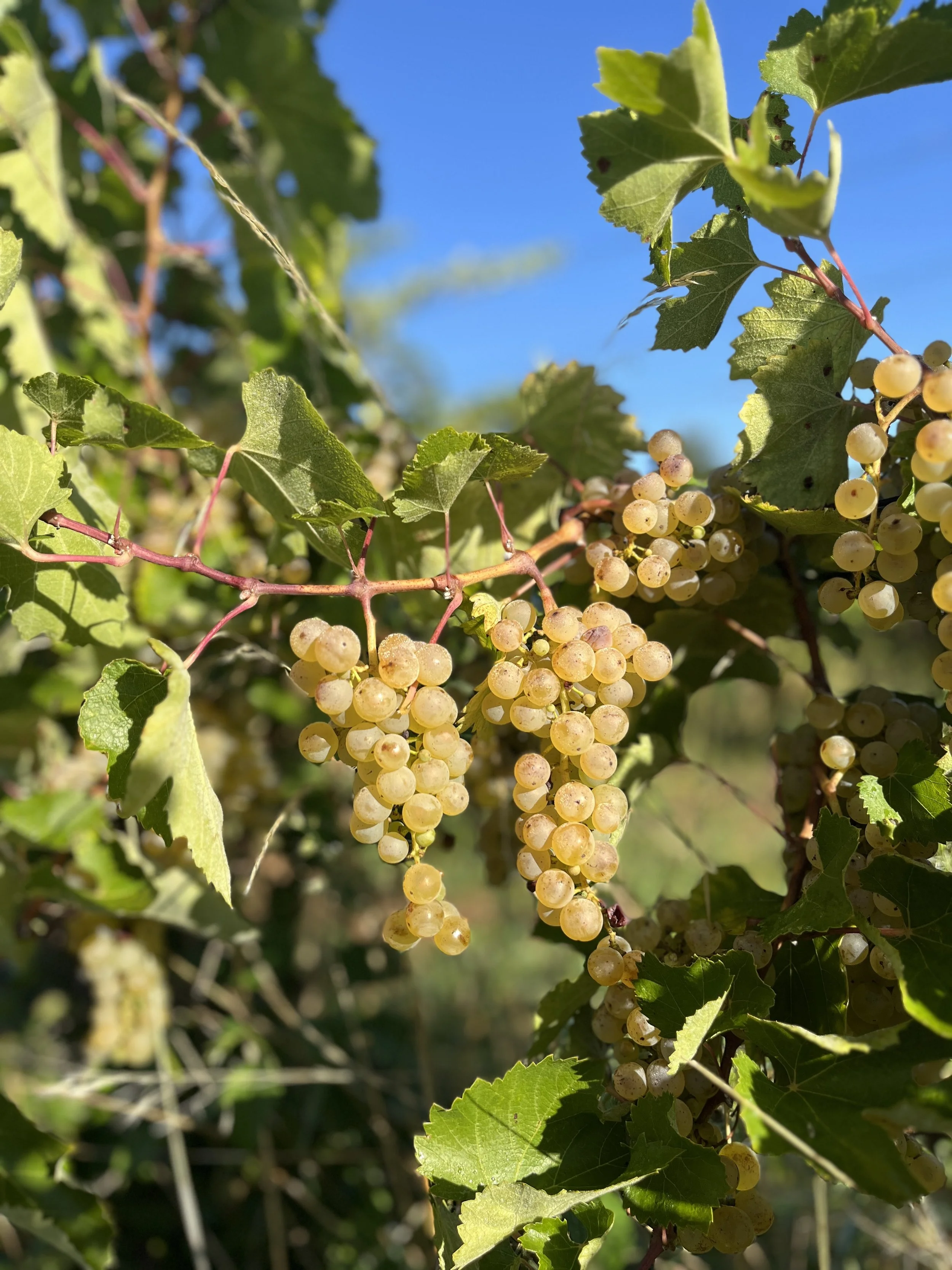 Hrozno bielych bobúľ visí na viniči so zelenými listami na pozadí jasnej modrej oblohy.