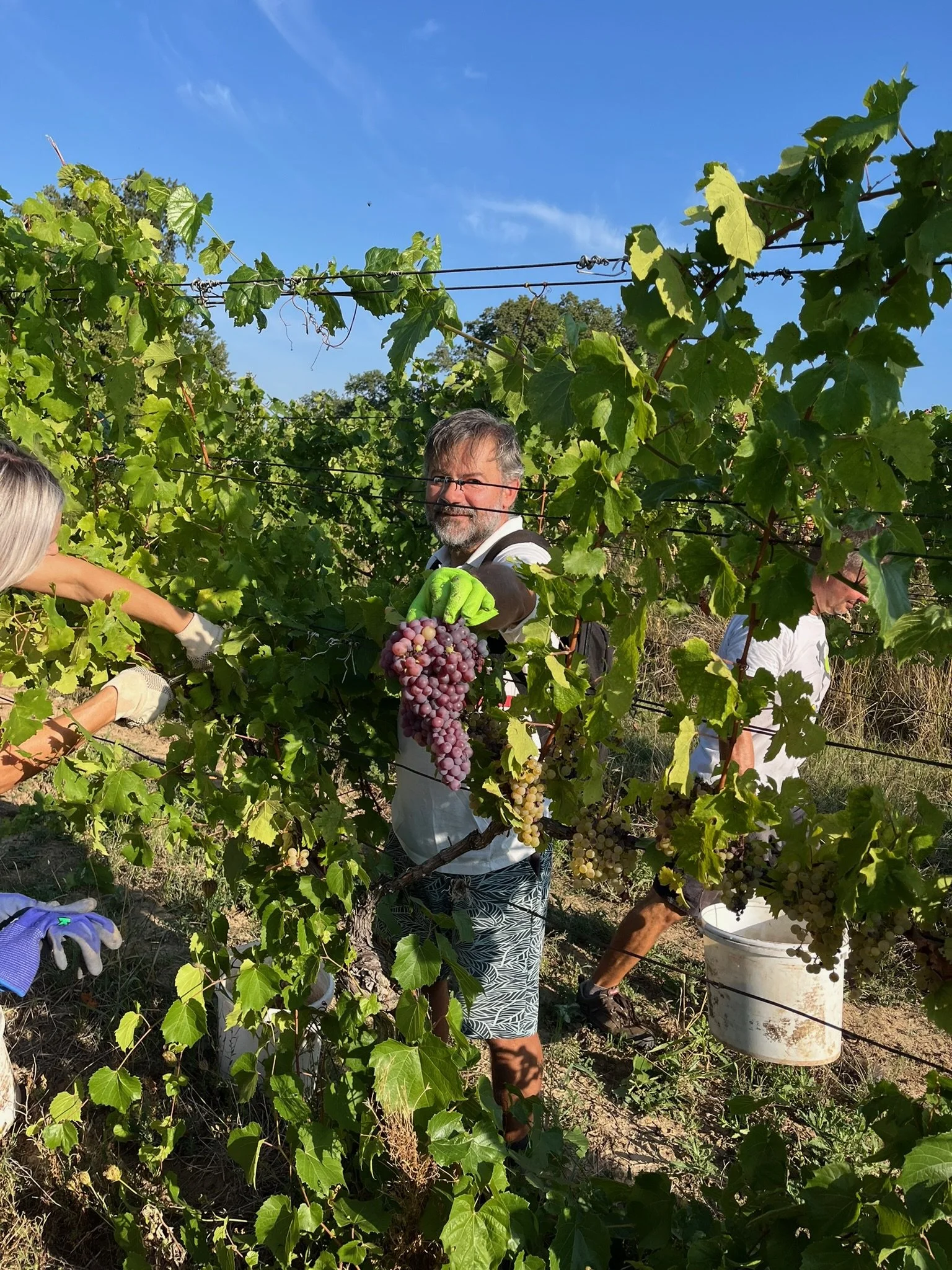 Muž s okuliarmi, fúzami a šedivými vlasmi zbiera vo vinici hrozno fialovej farby. Má na sebe bielu košeľu a vzorované šortky. Okolo neho pracujú ďalší ľudia a nad nimi je jasná modrá obloha.