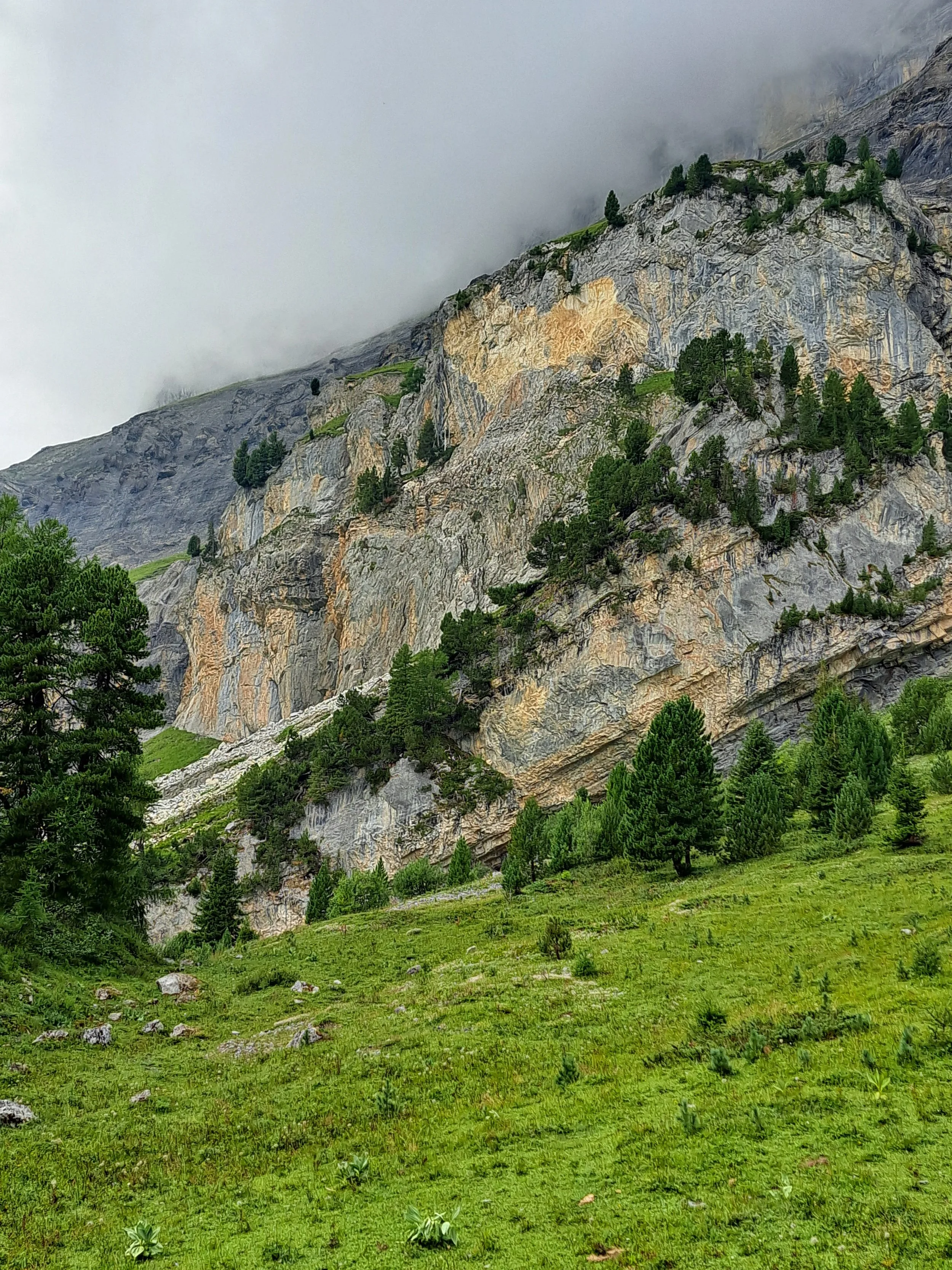 Alpine Trees of Switzerland