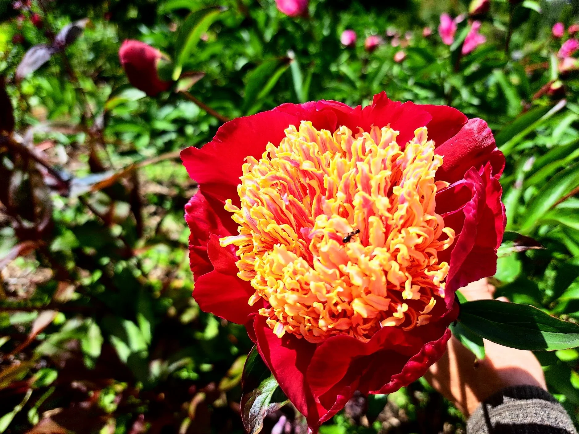 Peony Garden Tour
