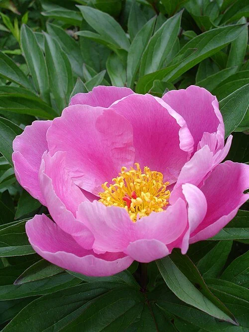 Companion Plants for Rhododendron Gardens