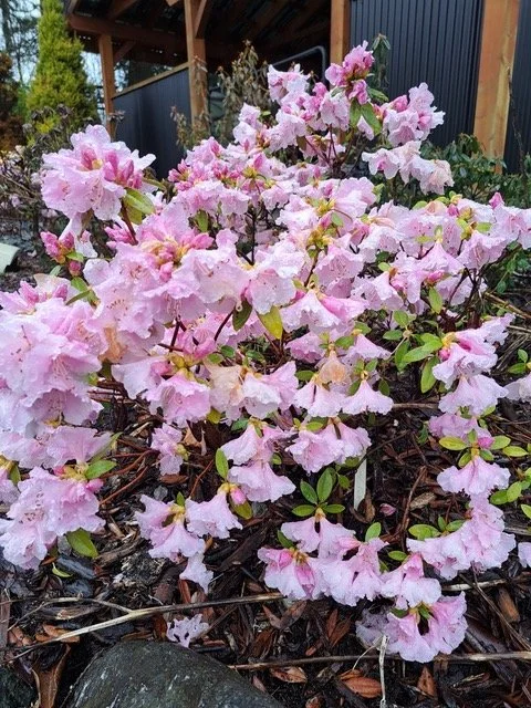 Rhododendron ‘Bodega Crystal Pink’
