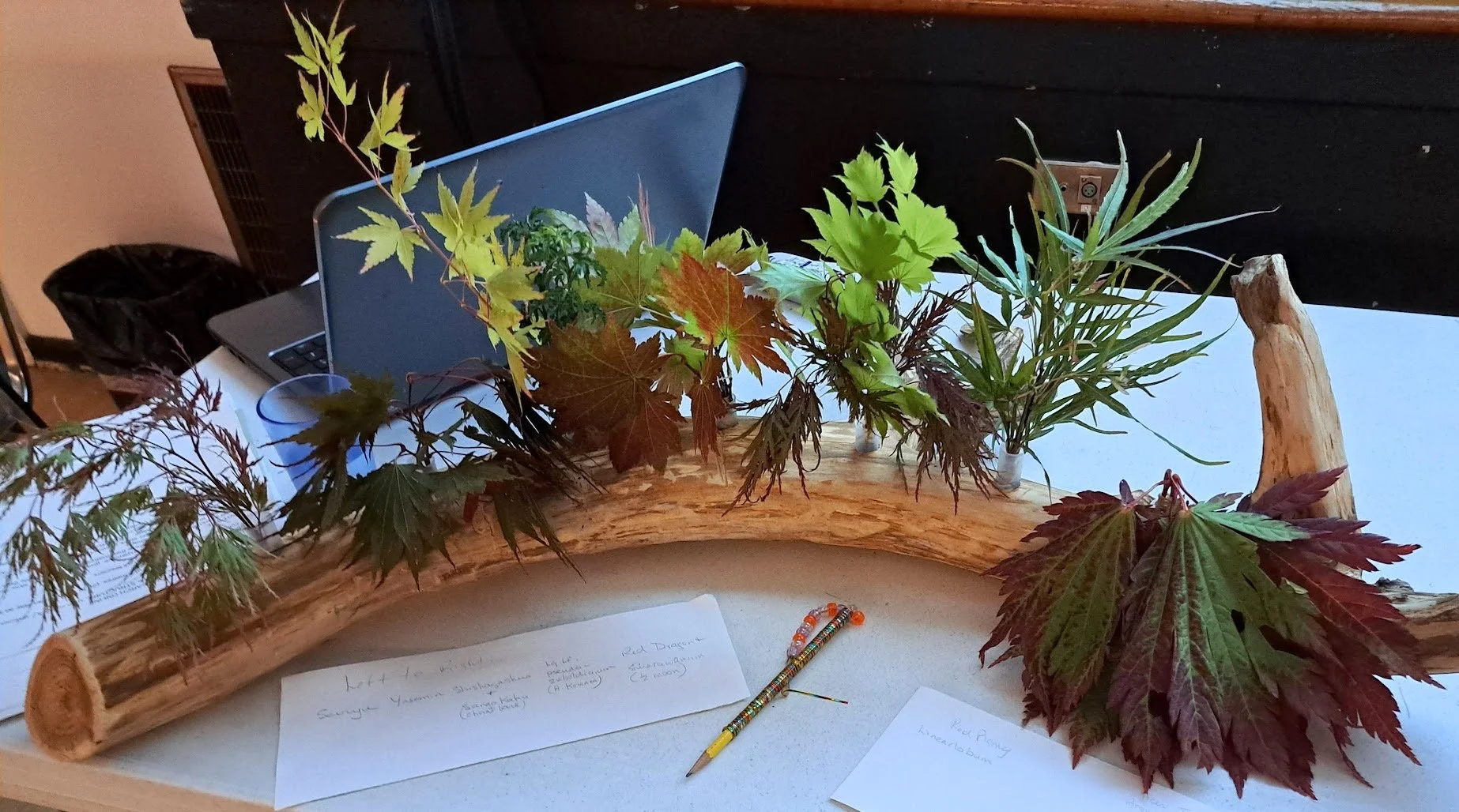 Carrie Nelson-Japanese Maples2.jpeg