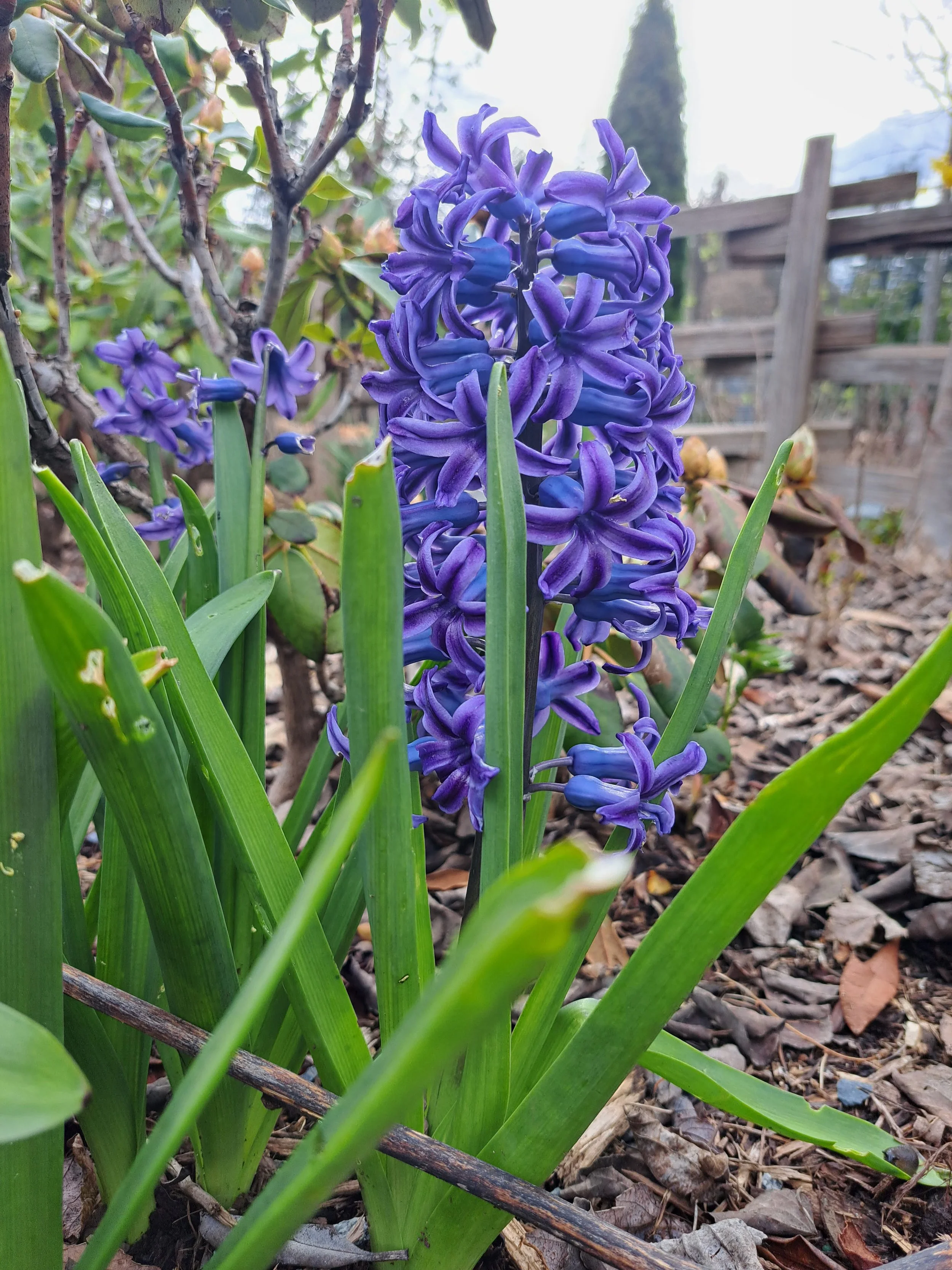 Hyacinths