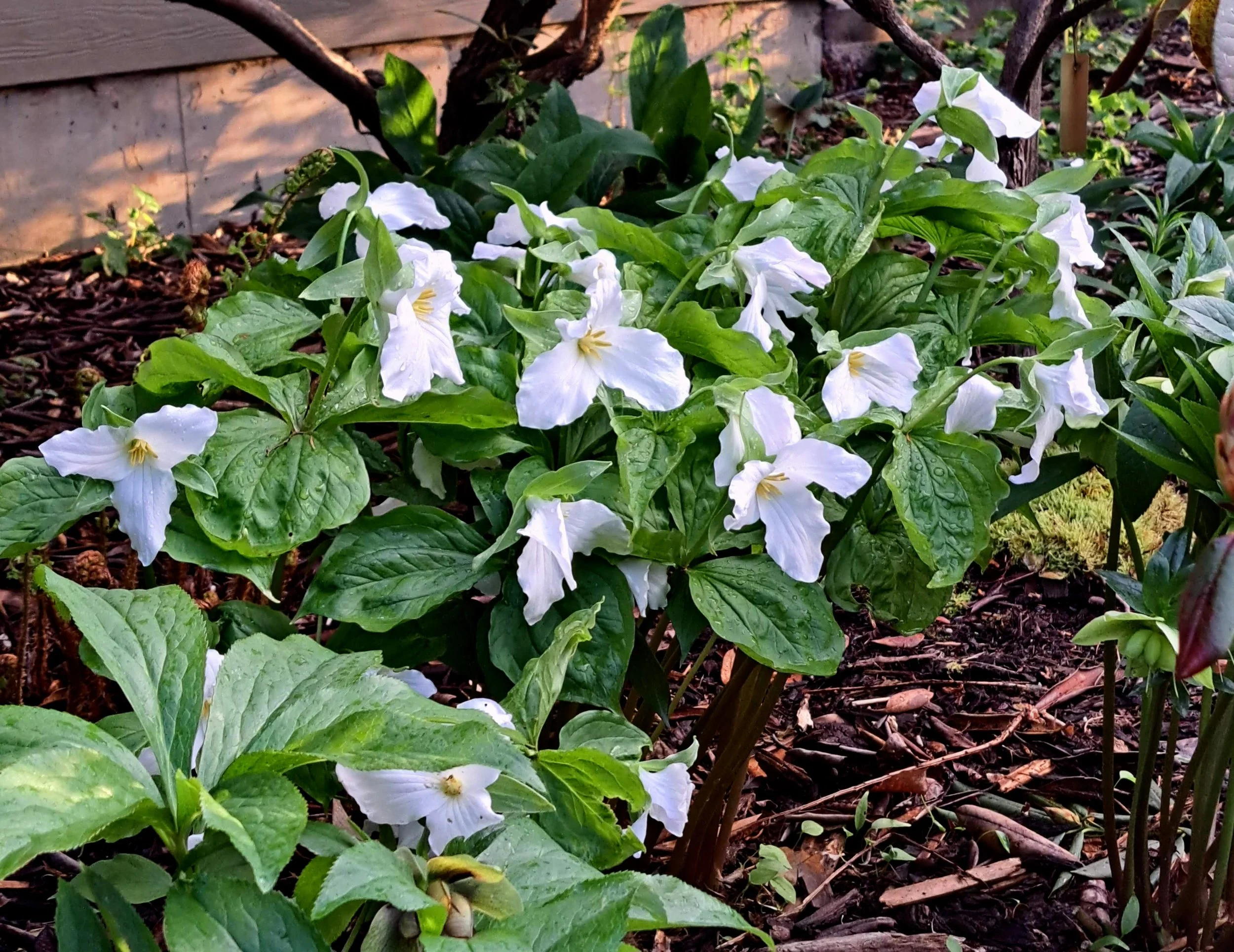 Trillium in white