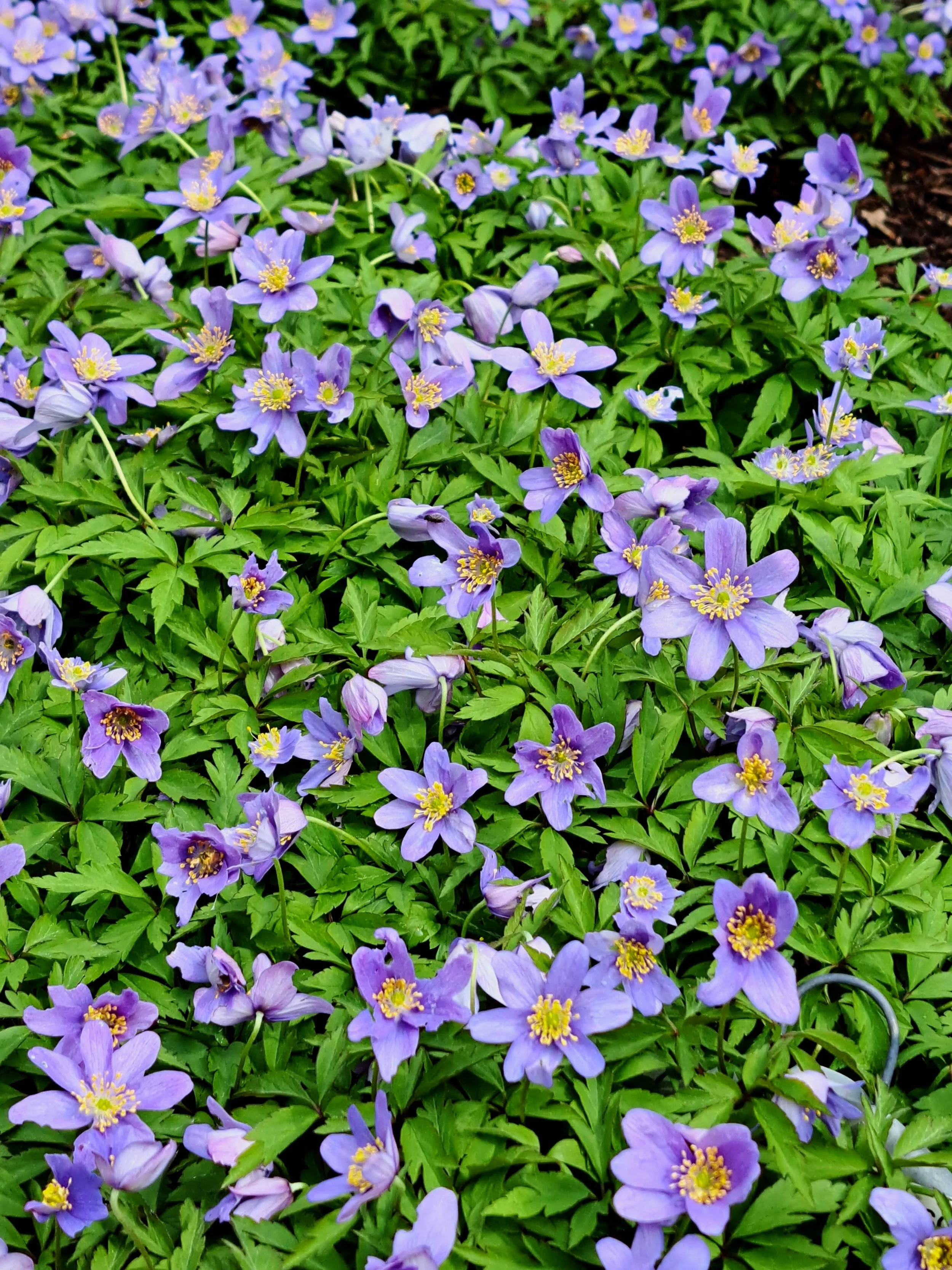 Anemone in blue clusters