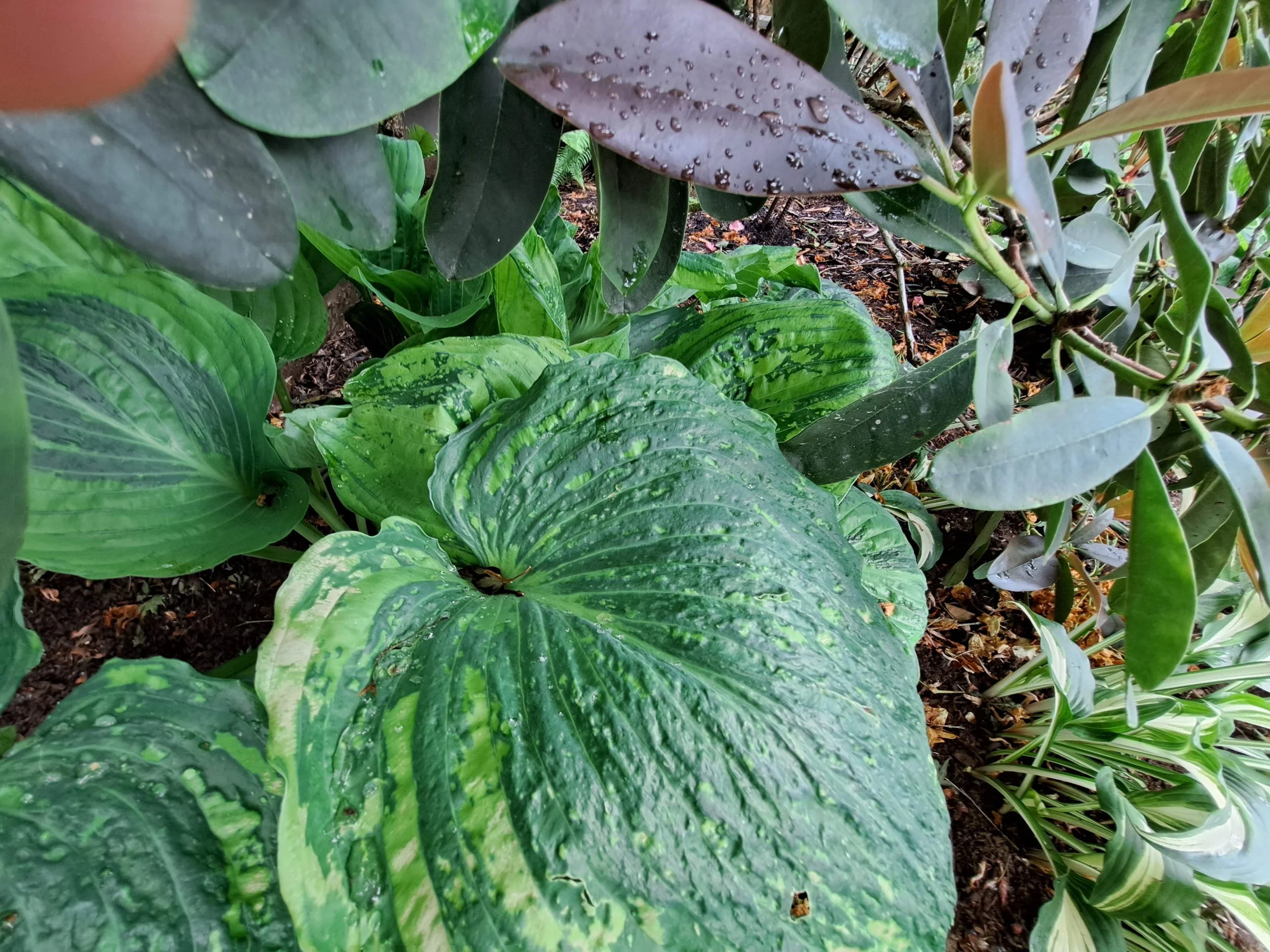 Companion Plant Troubles