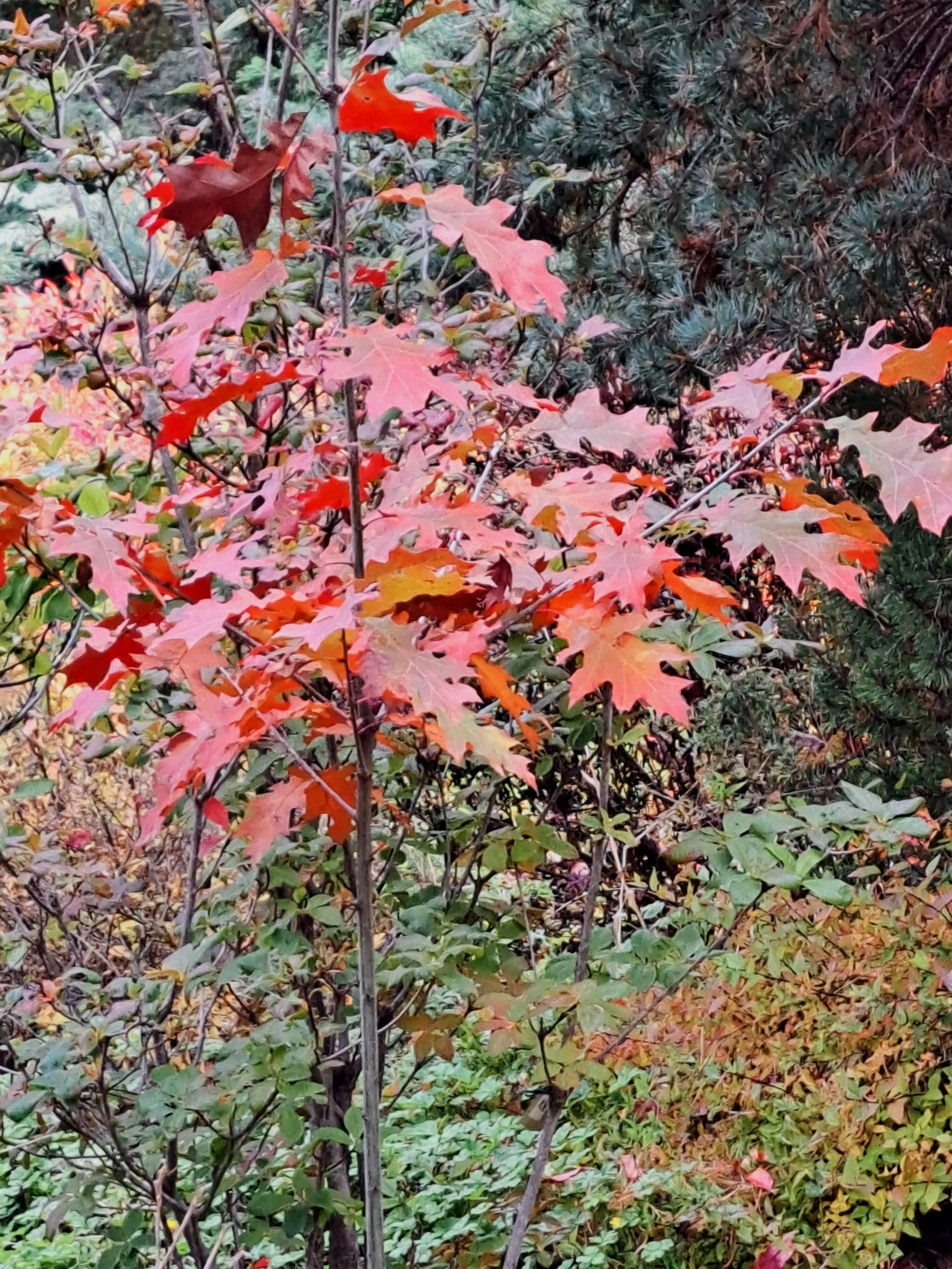 The Might of the Quercus (Oak)