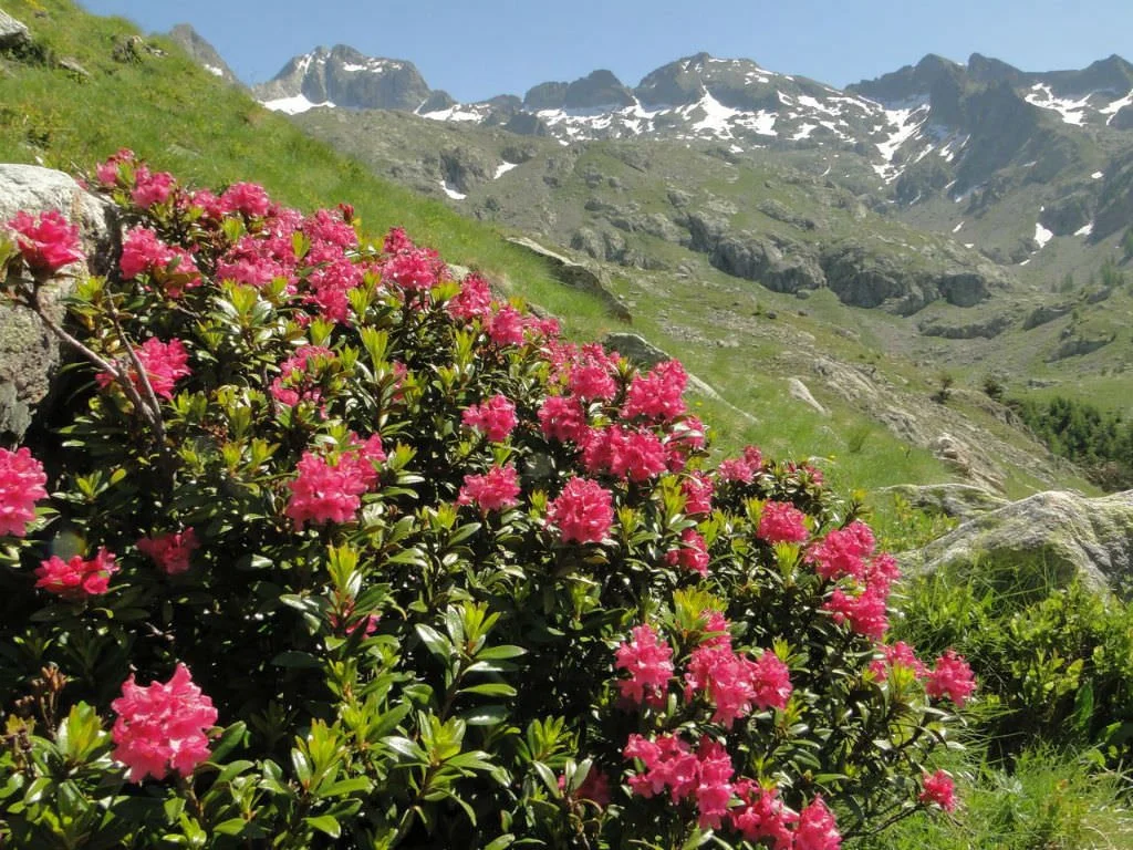 Rhododendrons in the Switzerland Alps