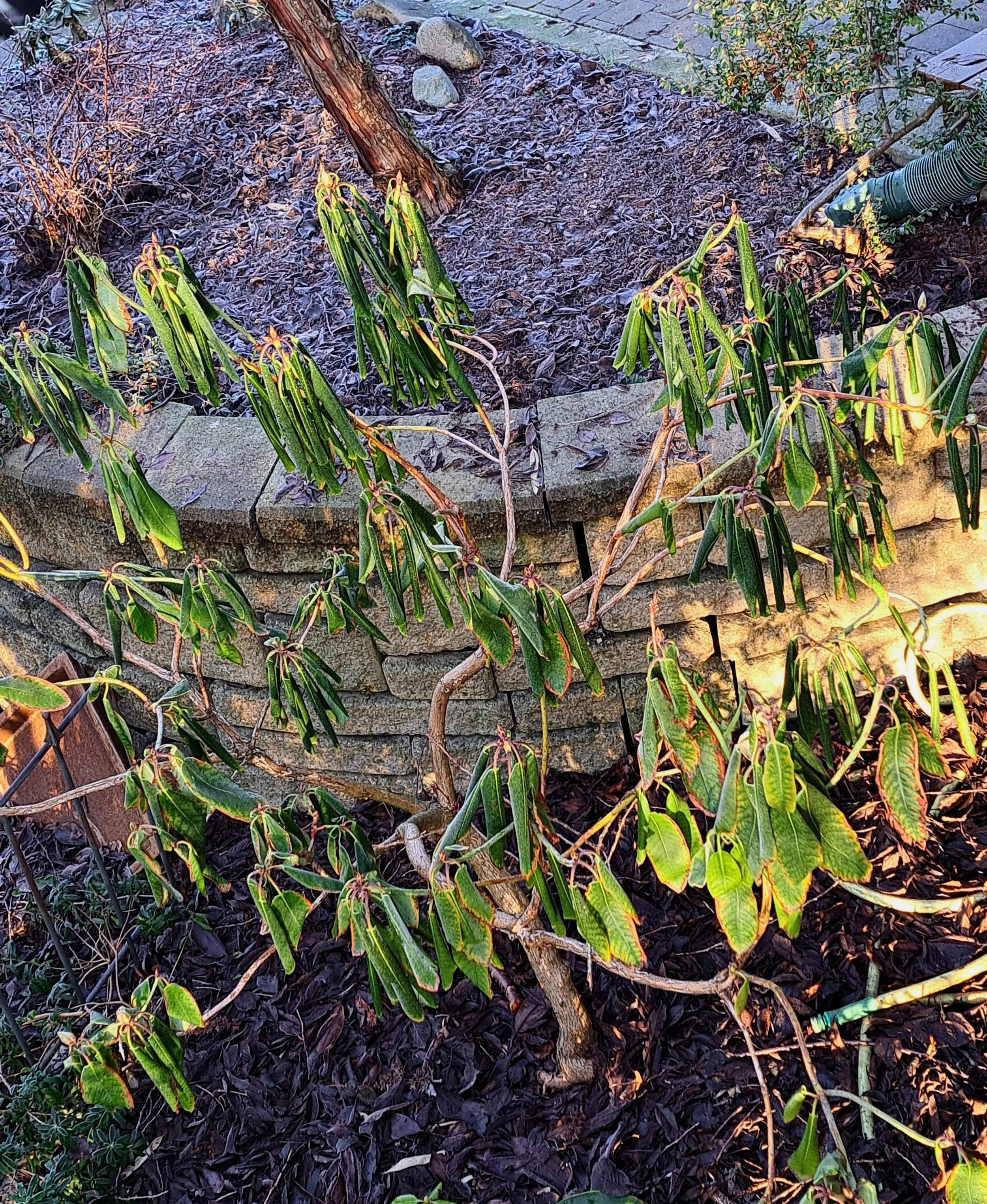 Wind Chill Effect on Rhododendrons