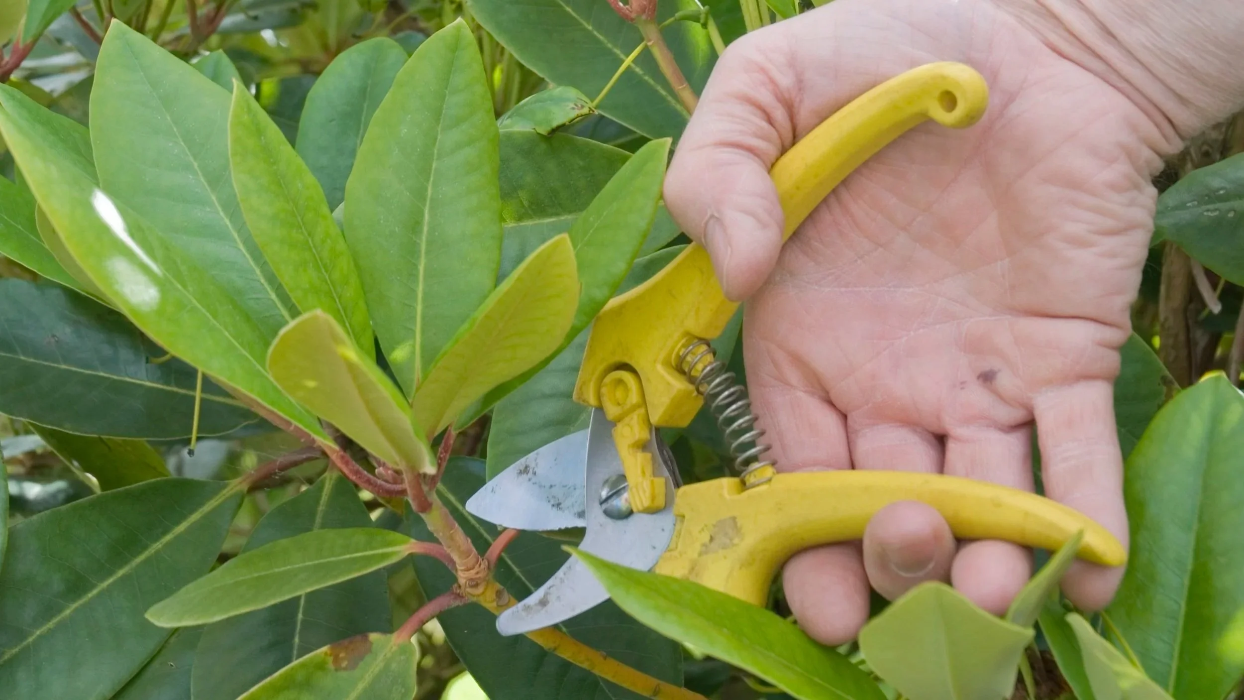 Rhodo Cuttings Workshop