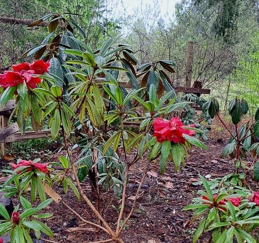 Rhododendron strigillosum