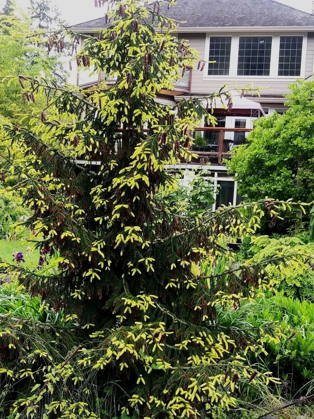  Standout Tree in June