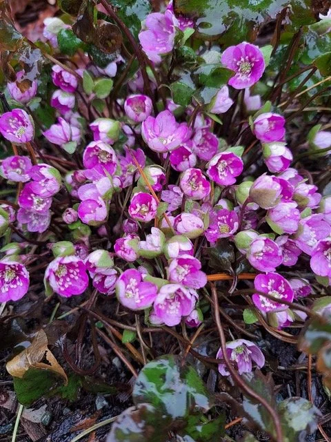 Hepatica nobilis