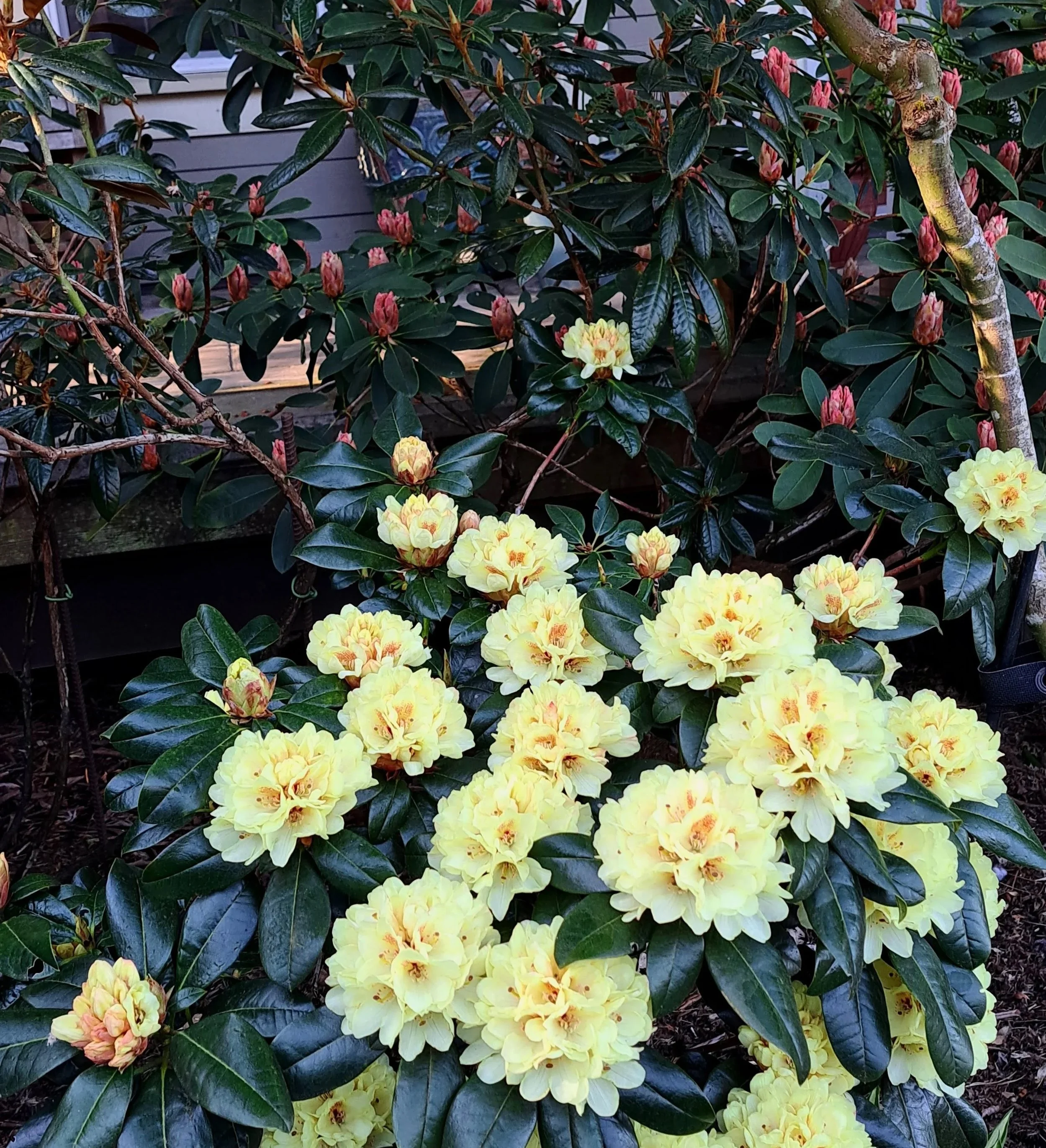 Outstanding Hybrid Rhododendrons and their Hybridizers