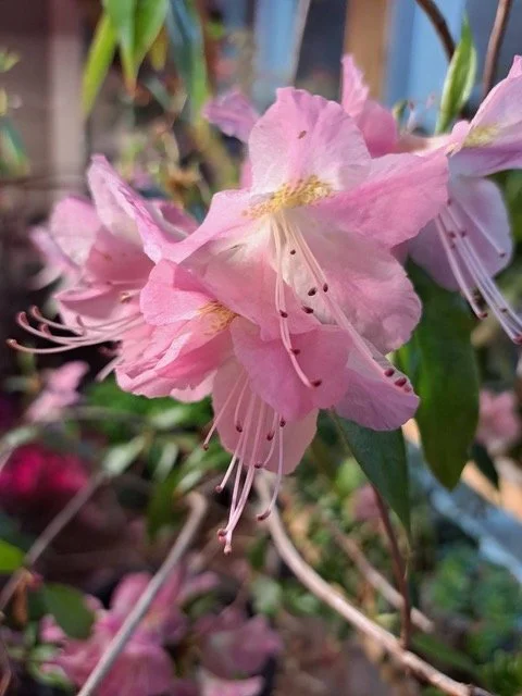 Rhododendron ‘Coral Glow’