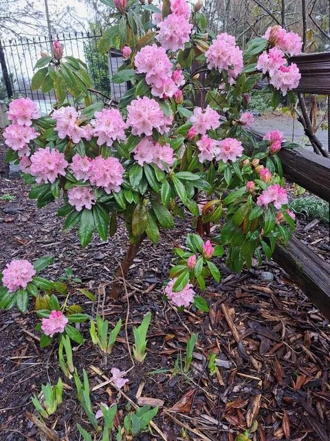 Rhododendron ‘Rosa Mundi’ ?