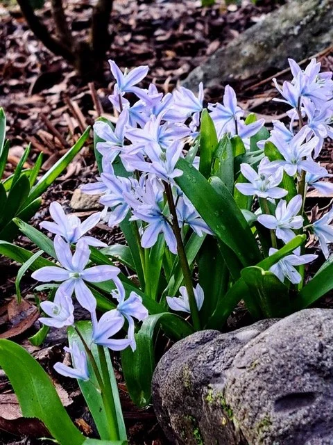 Chionodoxa
