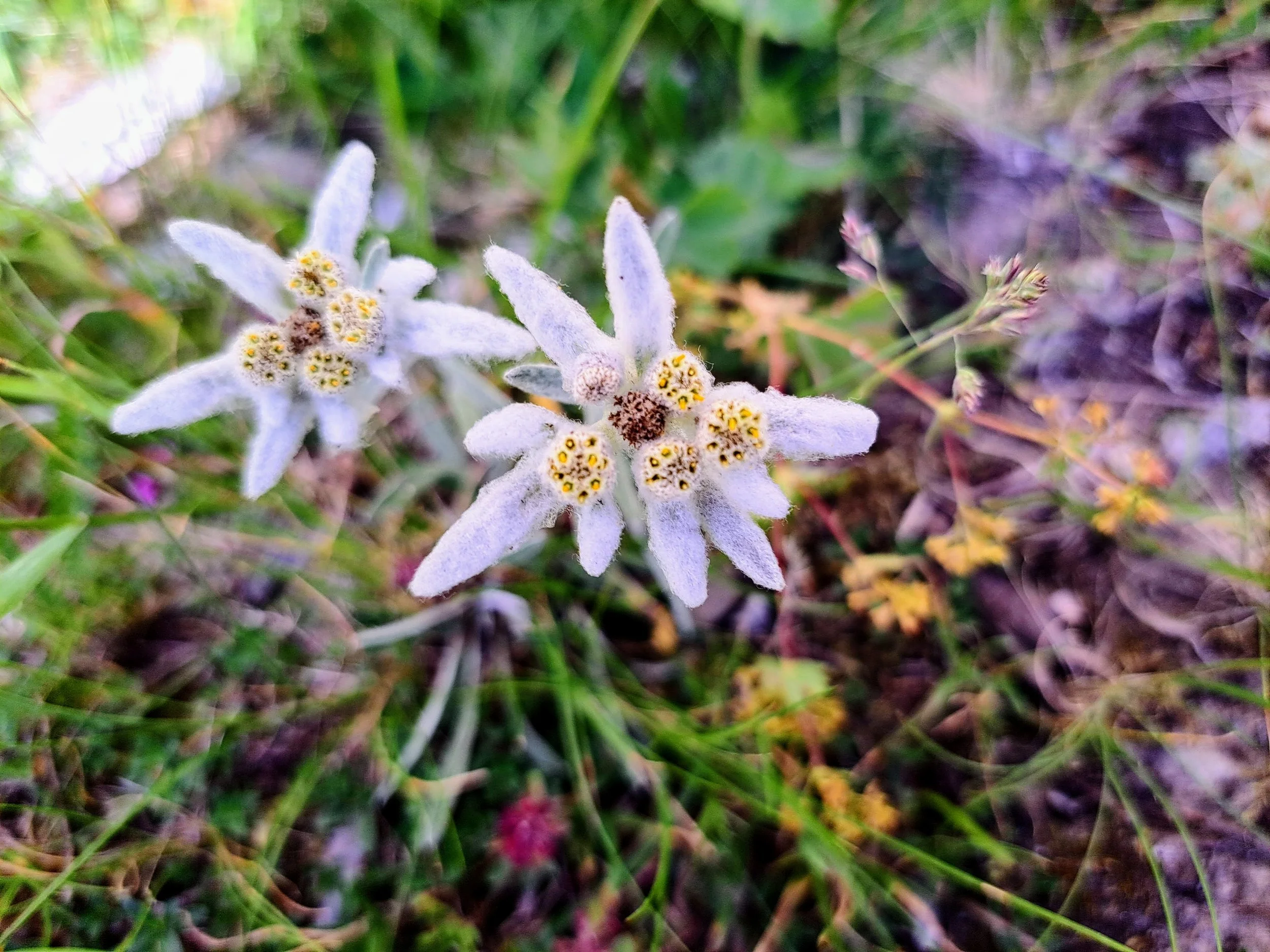Perennials of the Swiss Alps