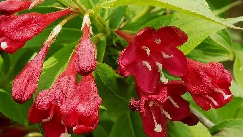 Shrub Partners to Rhododendrons