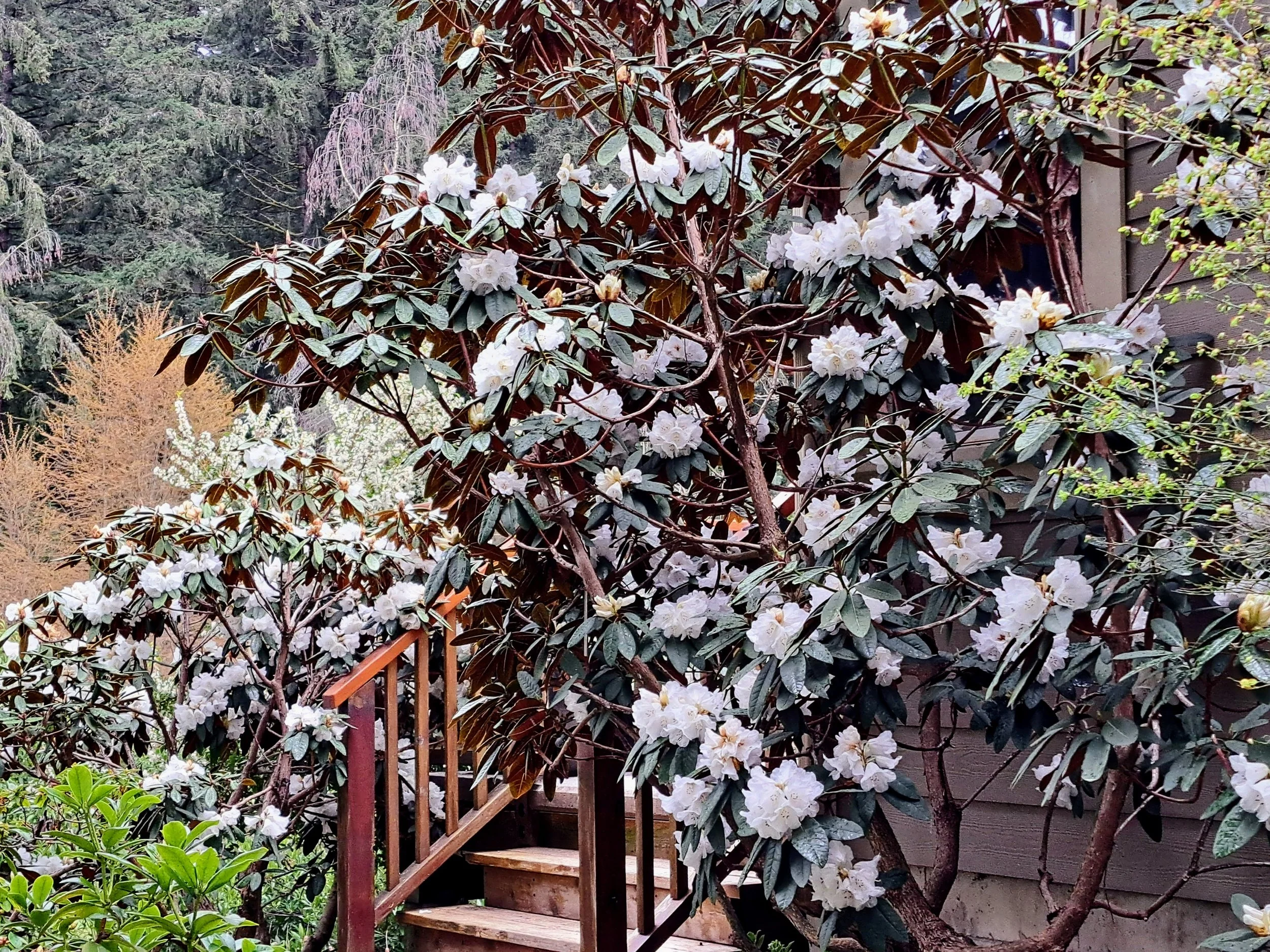 Vancouver Island’s Five Rhododendron Chapters hosted the very successful American Rhododendron Society 2026 Spring Conference