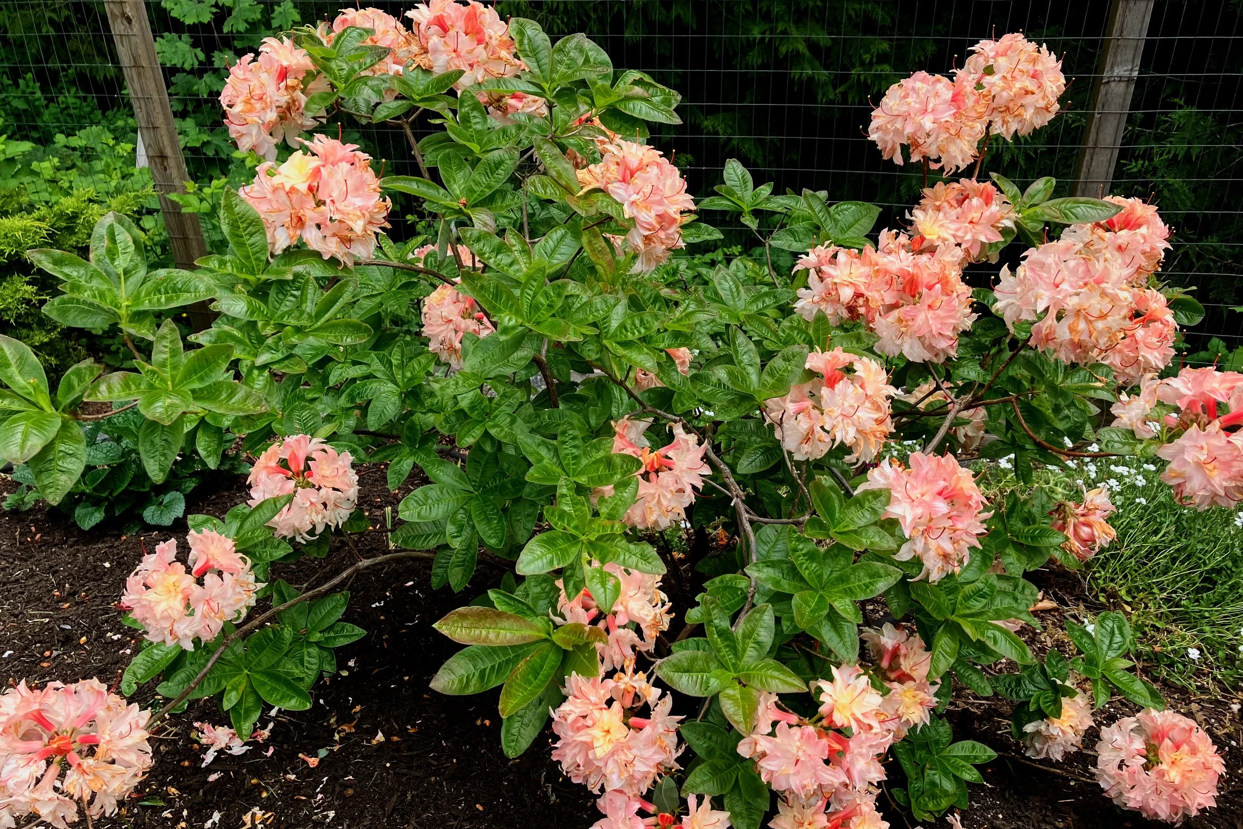 Deciduous Azaleas