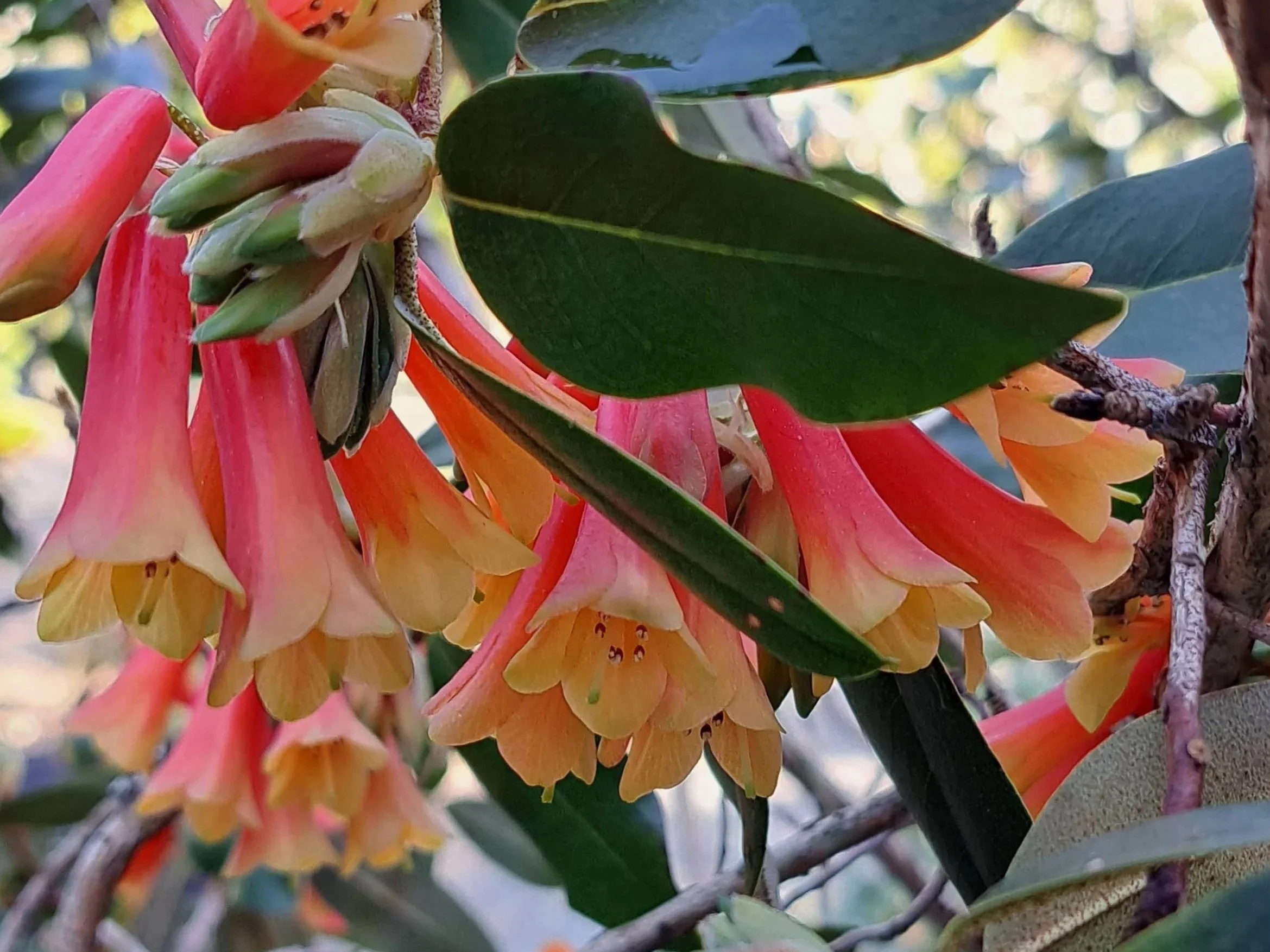 CVRS Monthly Meeting - April