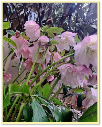 Helleborus ‘Cotton Candy’