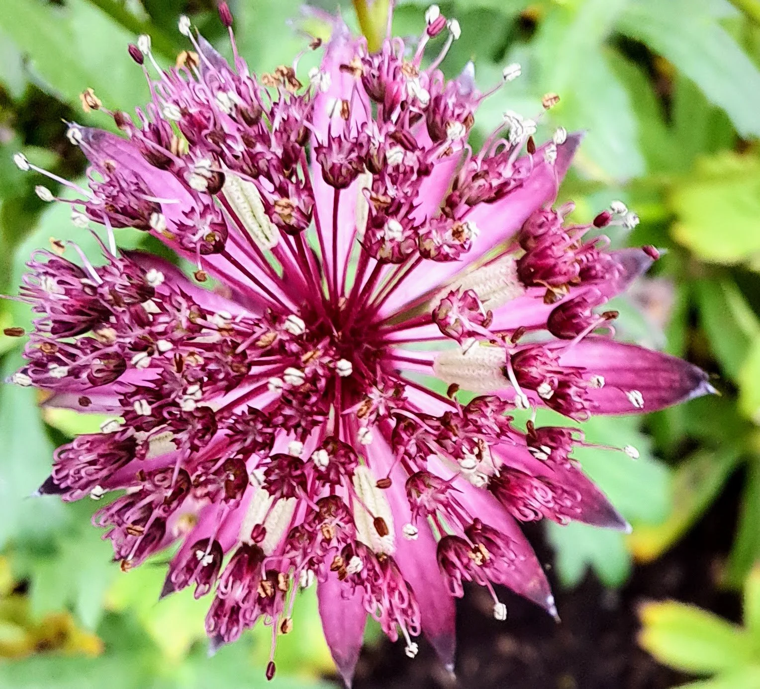Blooms in the October Garden