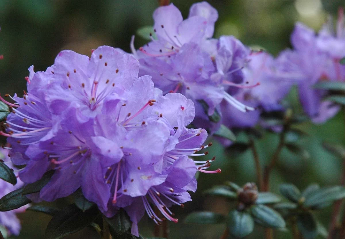A Question of Hybridizing