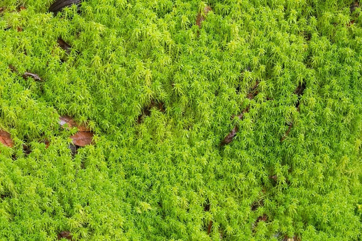 Growing Your Own Sphagnum Moss as a Medium for Propagating Rhododendrons from Seed