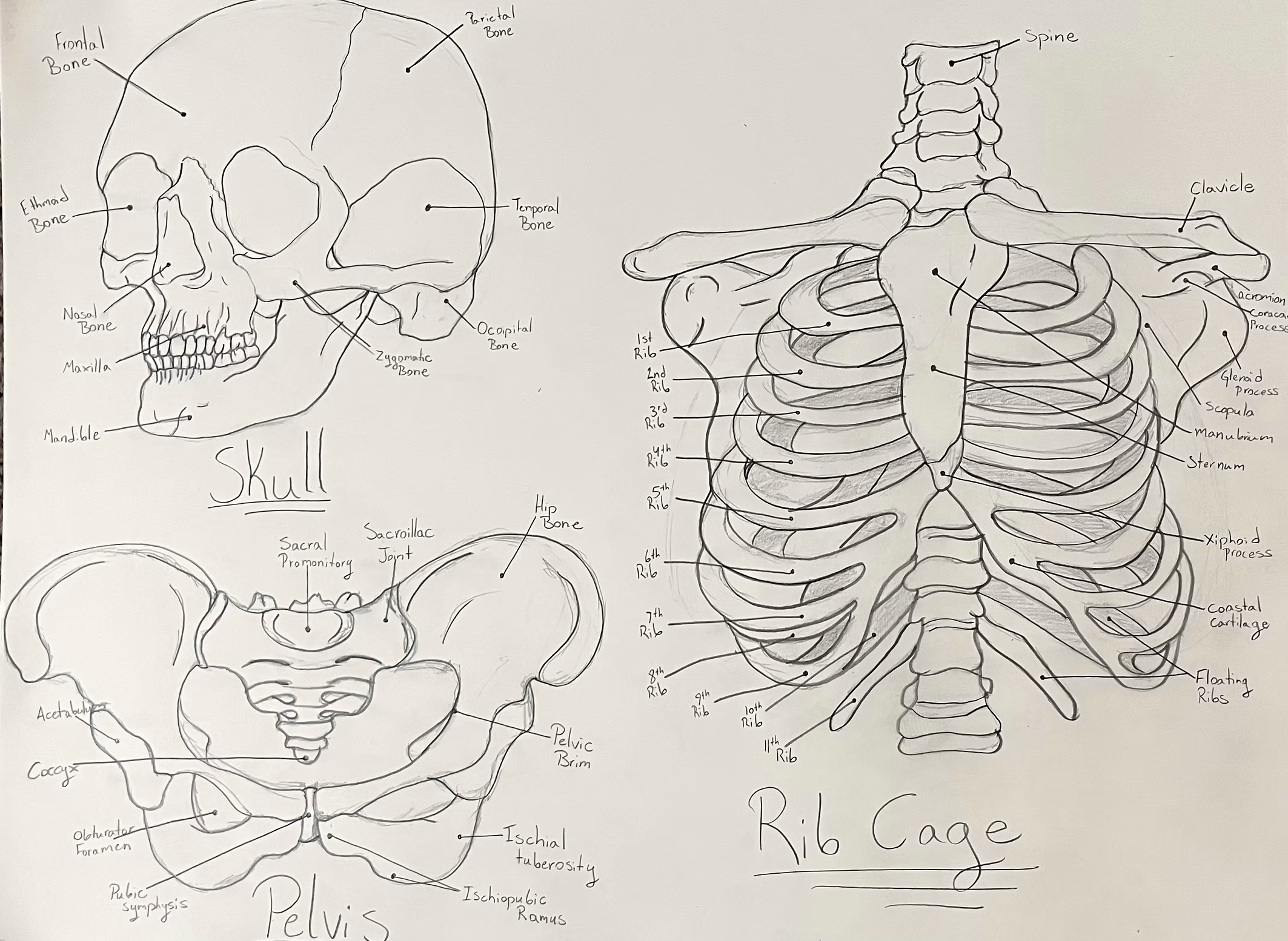 In Depth Skeletal Study - creating value through line rather than full rendering. 