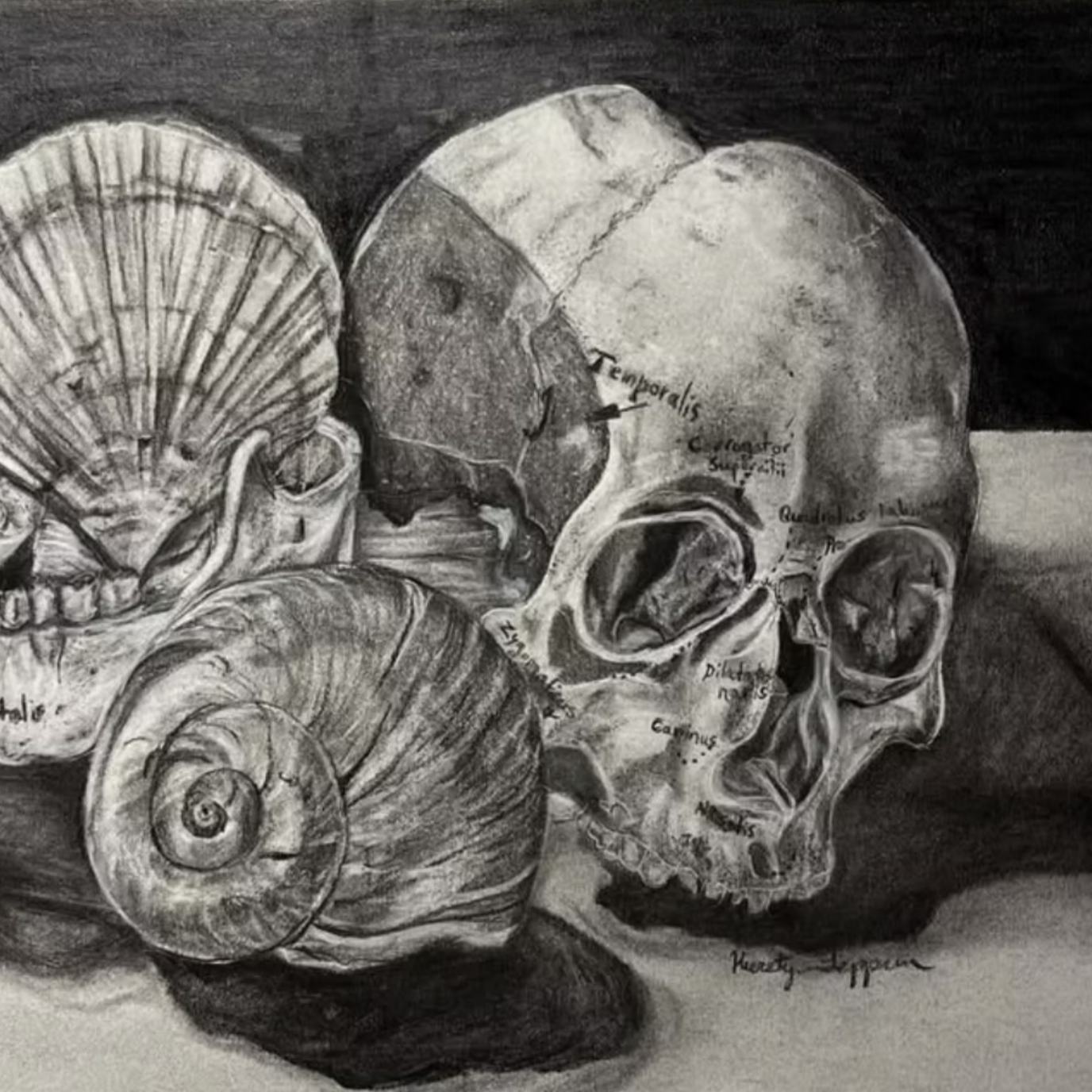 A detailed black and white drawing of a human skull and shells, with labels pointing to different parts of the skull and shells.