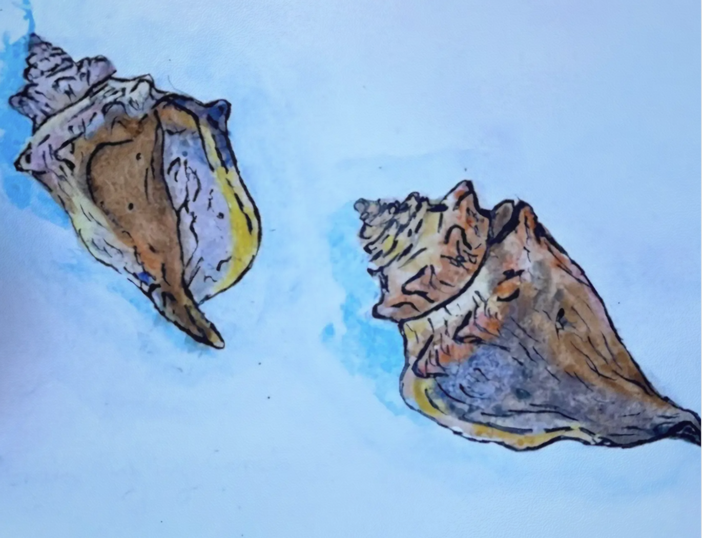 Florida Fighting Conch Postcard.png