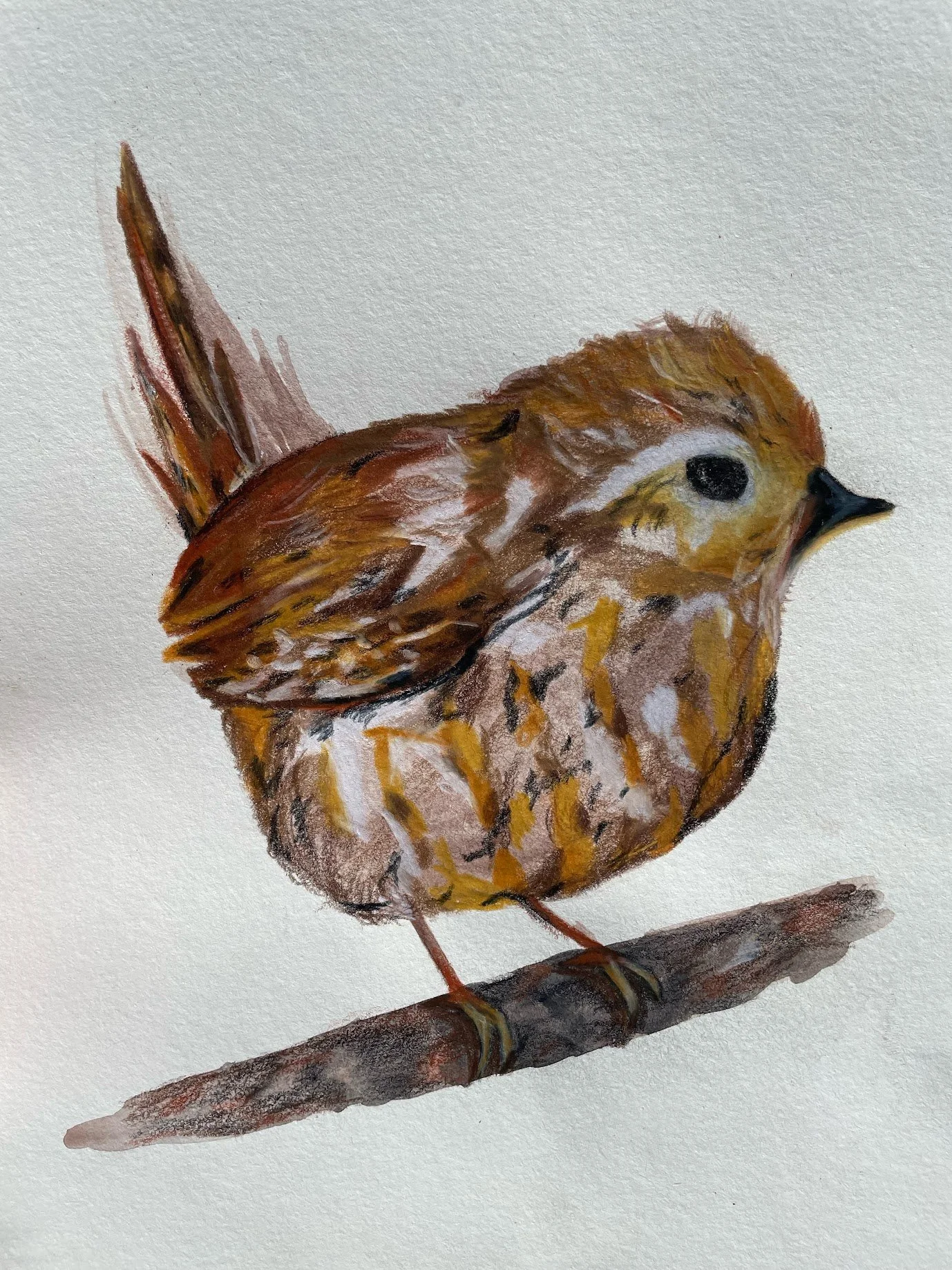 Colored Pencil Animal Portrait 