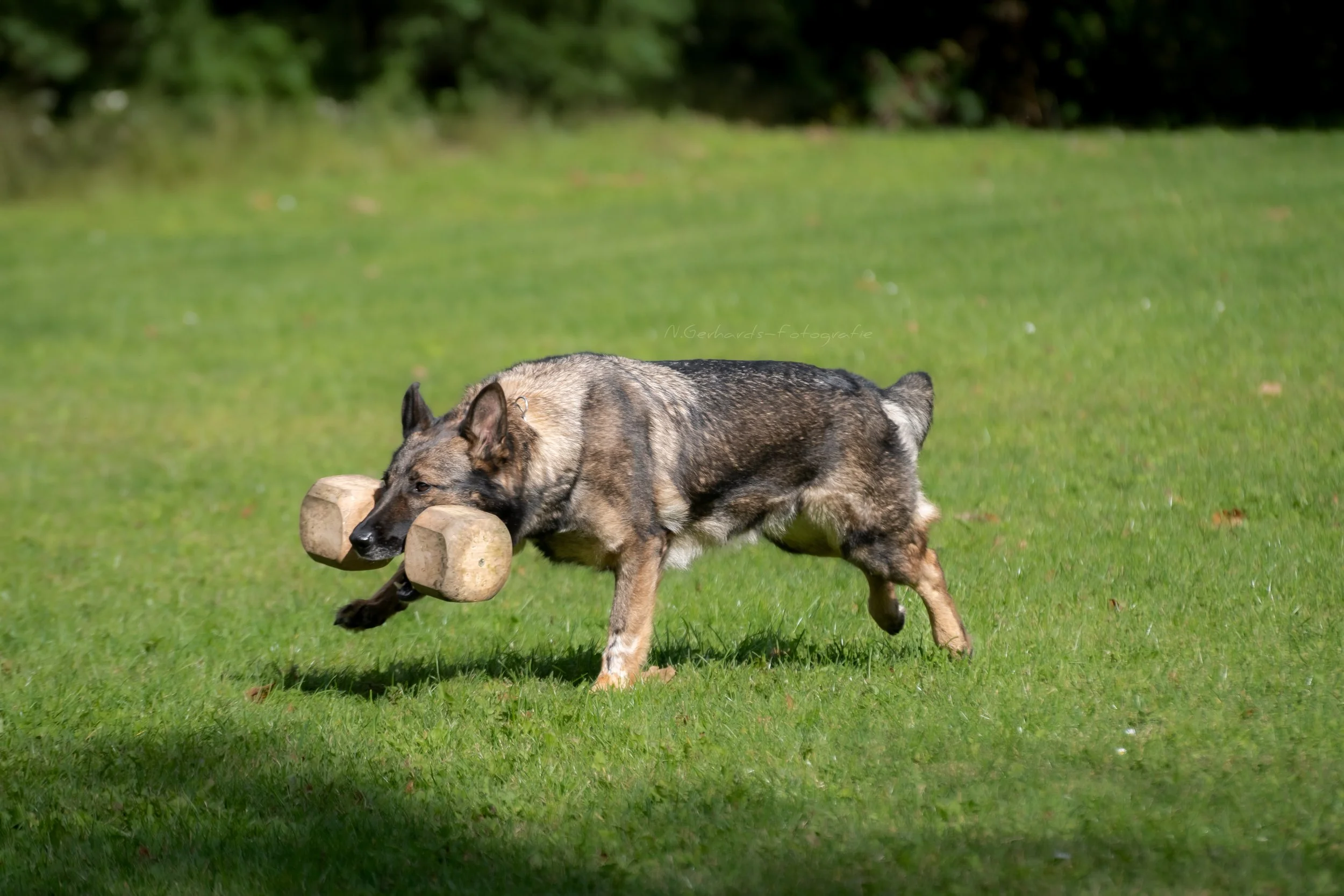 Hund läuft mit einem Bringholz im Maul auf grünem Rasen.