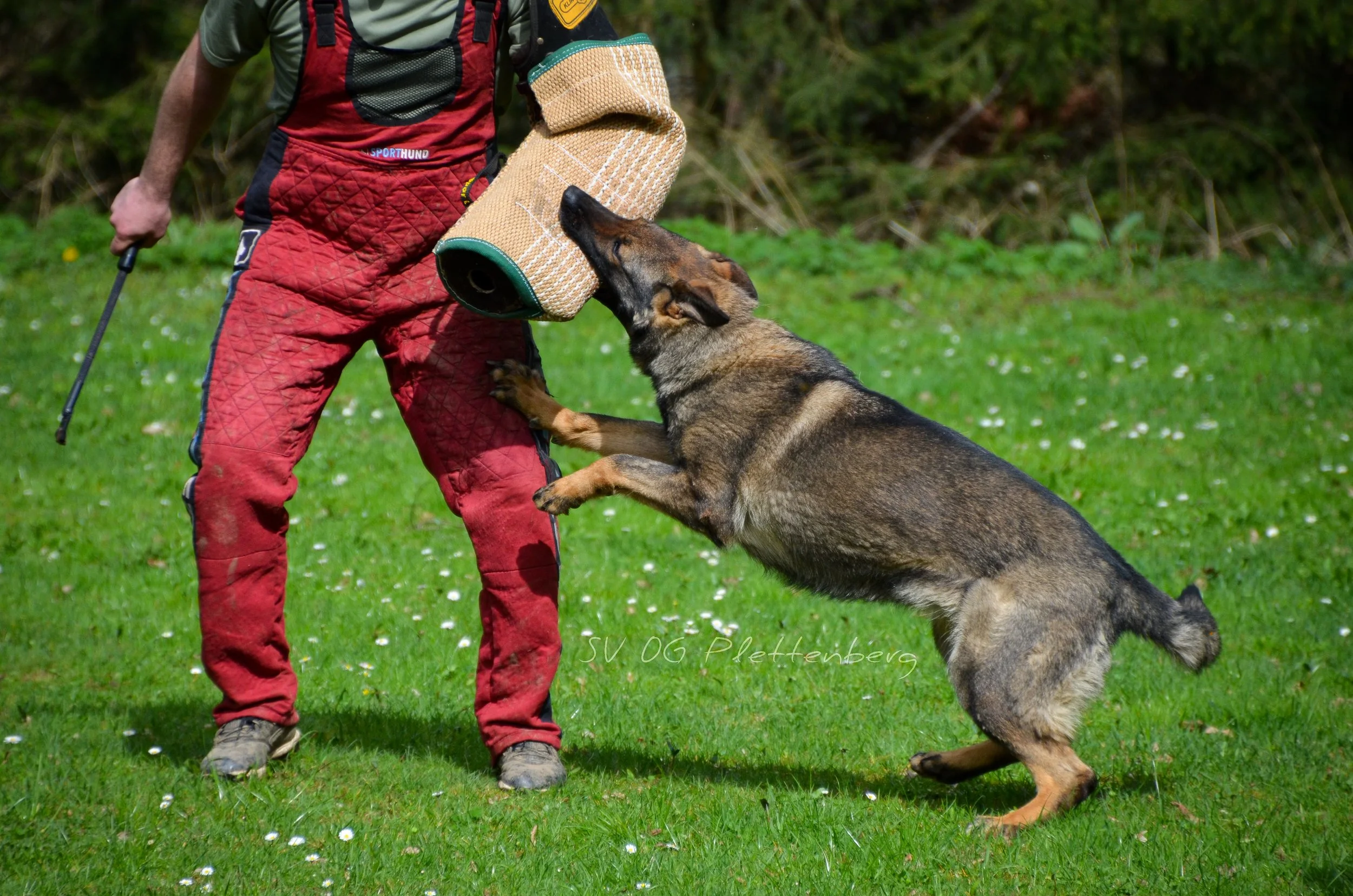 Hund beim Schutzdienst, hat  einen Ärmel im Maul