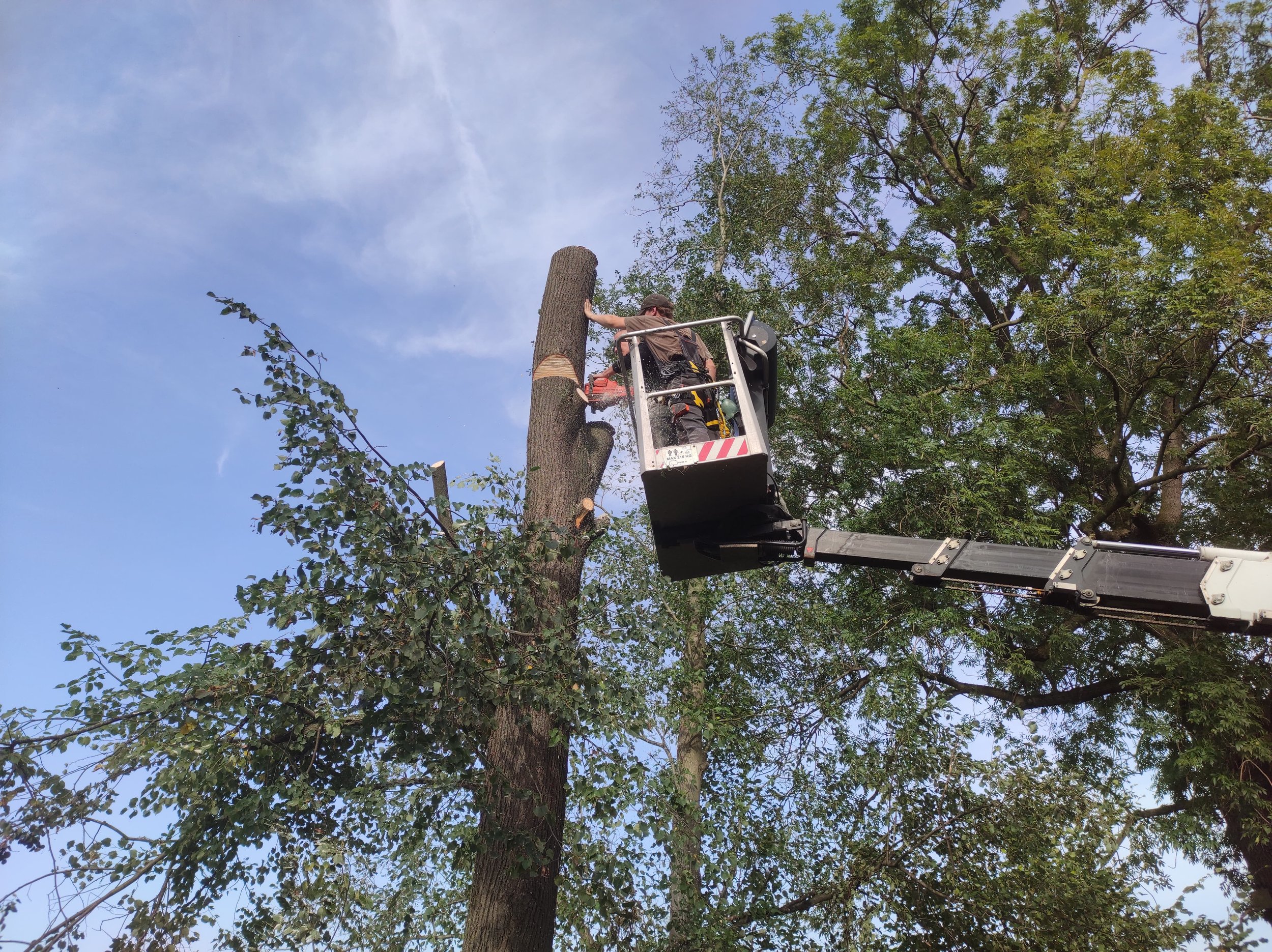 Kácení z plošiny 2.JPG