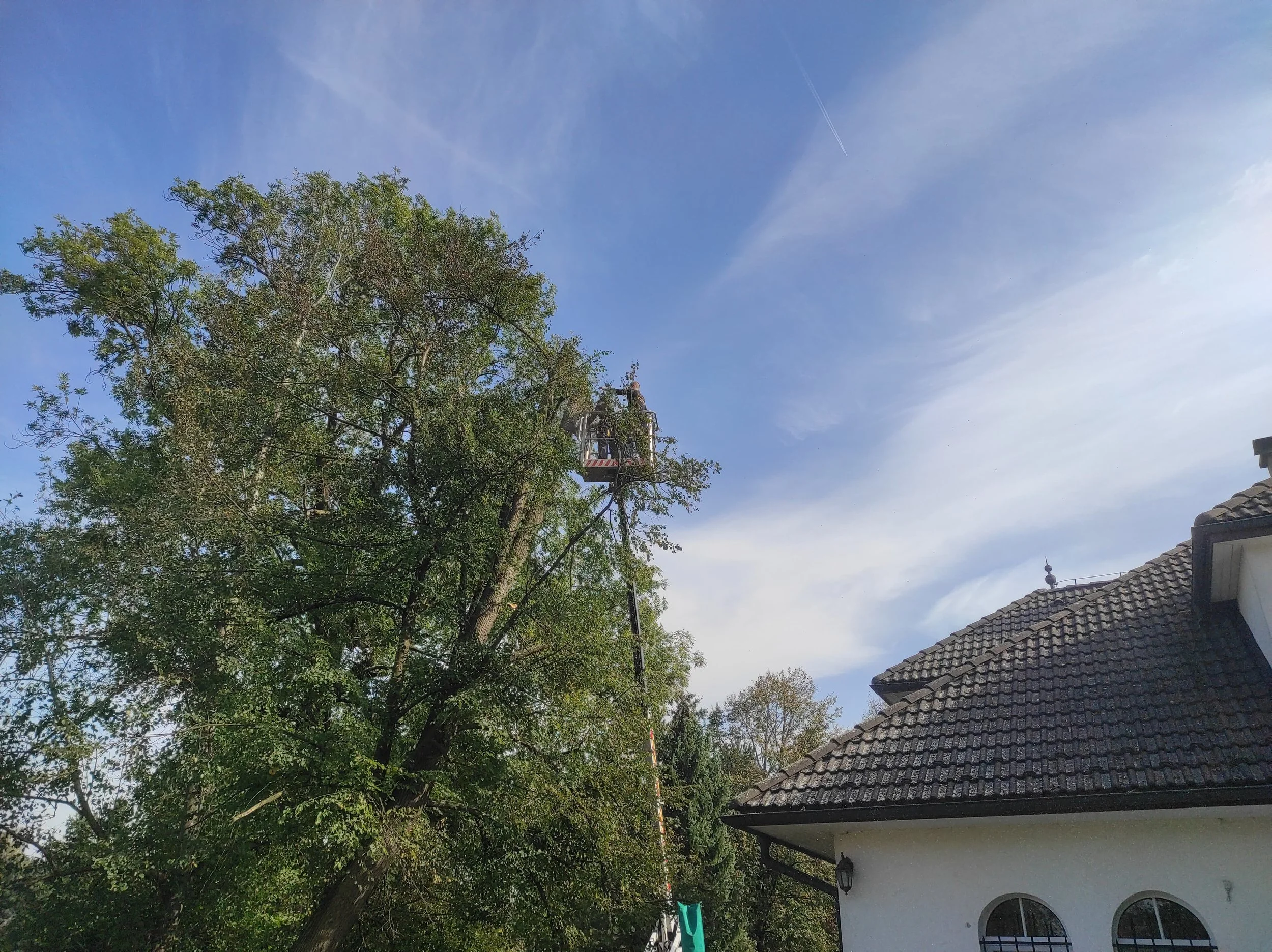 Kácení z plošiny1.JPG