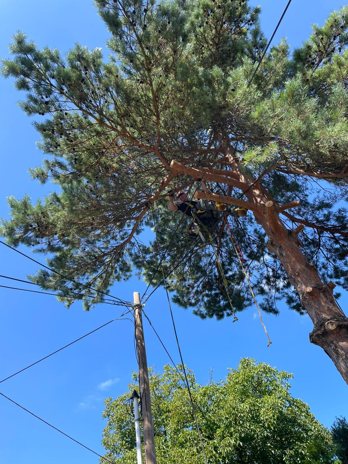 Kácení stromu zasahujicího do elektrického vedení 3.JPG