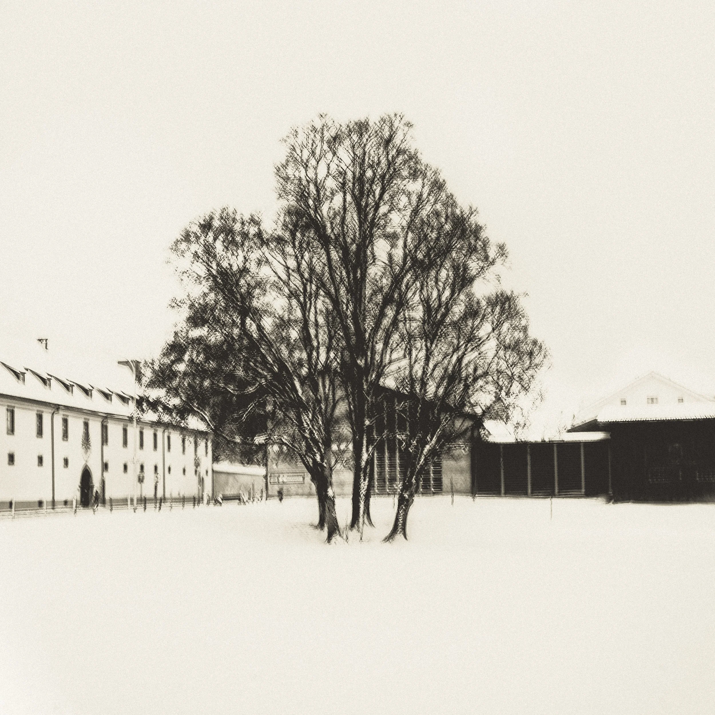 A large leafless tree with multiple trunks in a snow-covered courtyard surrounded by buildings.