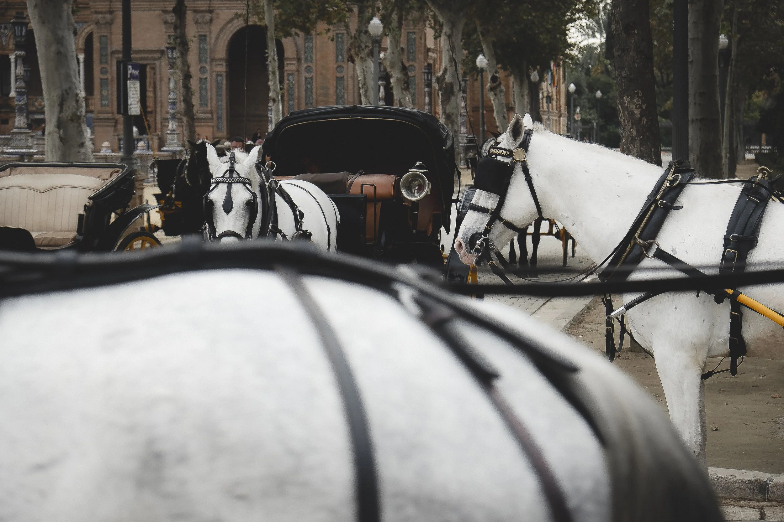 Multiple white horses with black harnesses hitched to carriages parked along a tree-lined street, with a historic building in the background.