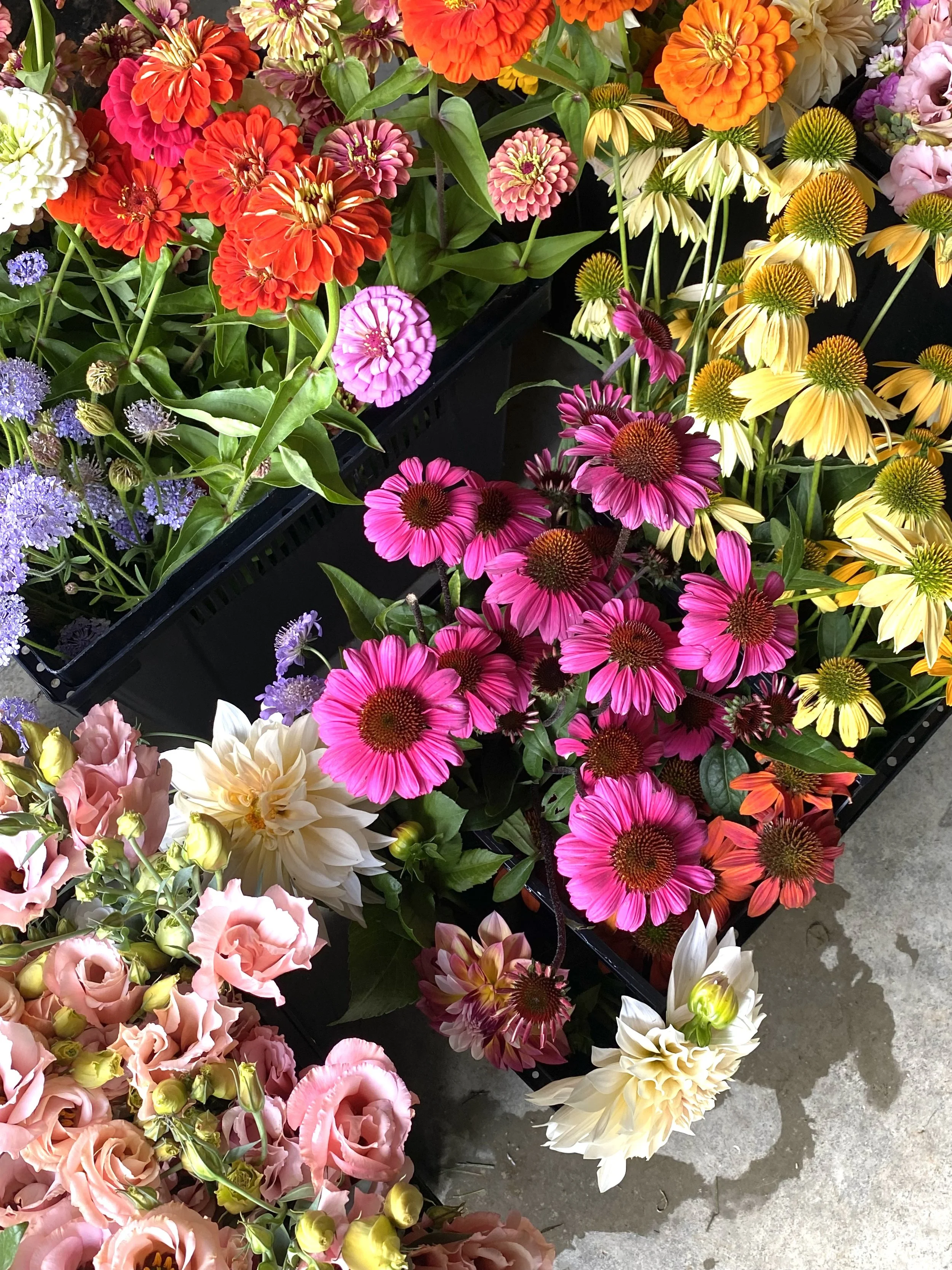 Colorful variety of flowers, including pink, red, yellow, purple, and white blooms, arranged in black trays on a concrete floor.