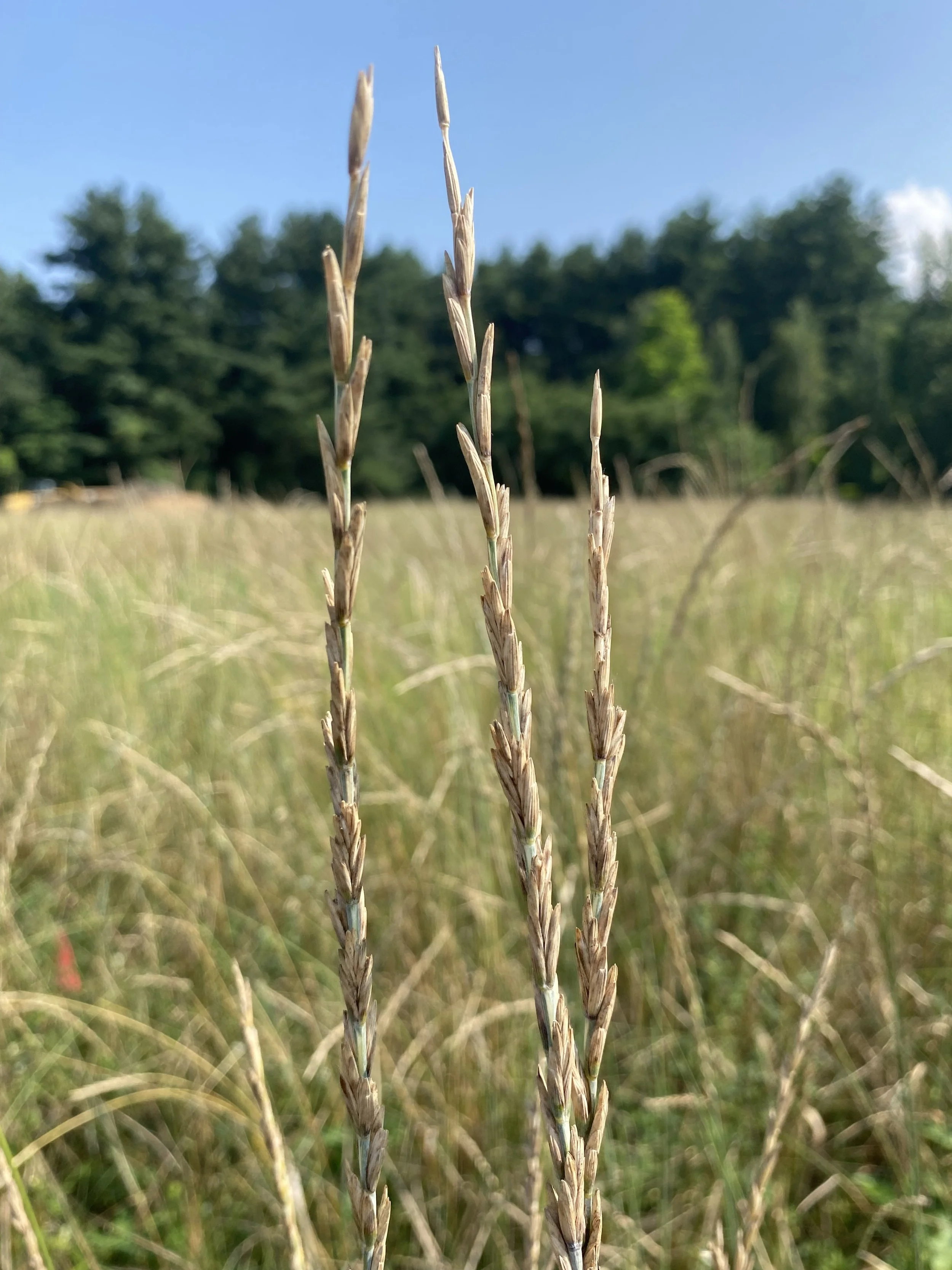 Mature teff.jpg