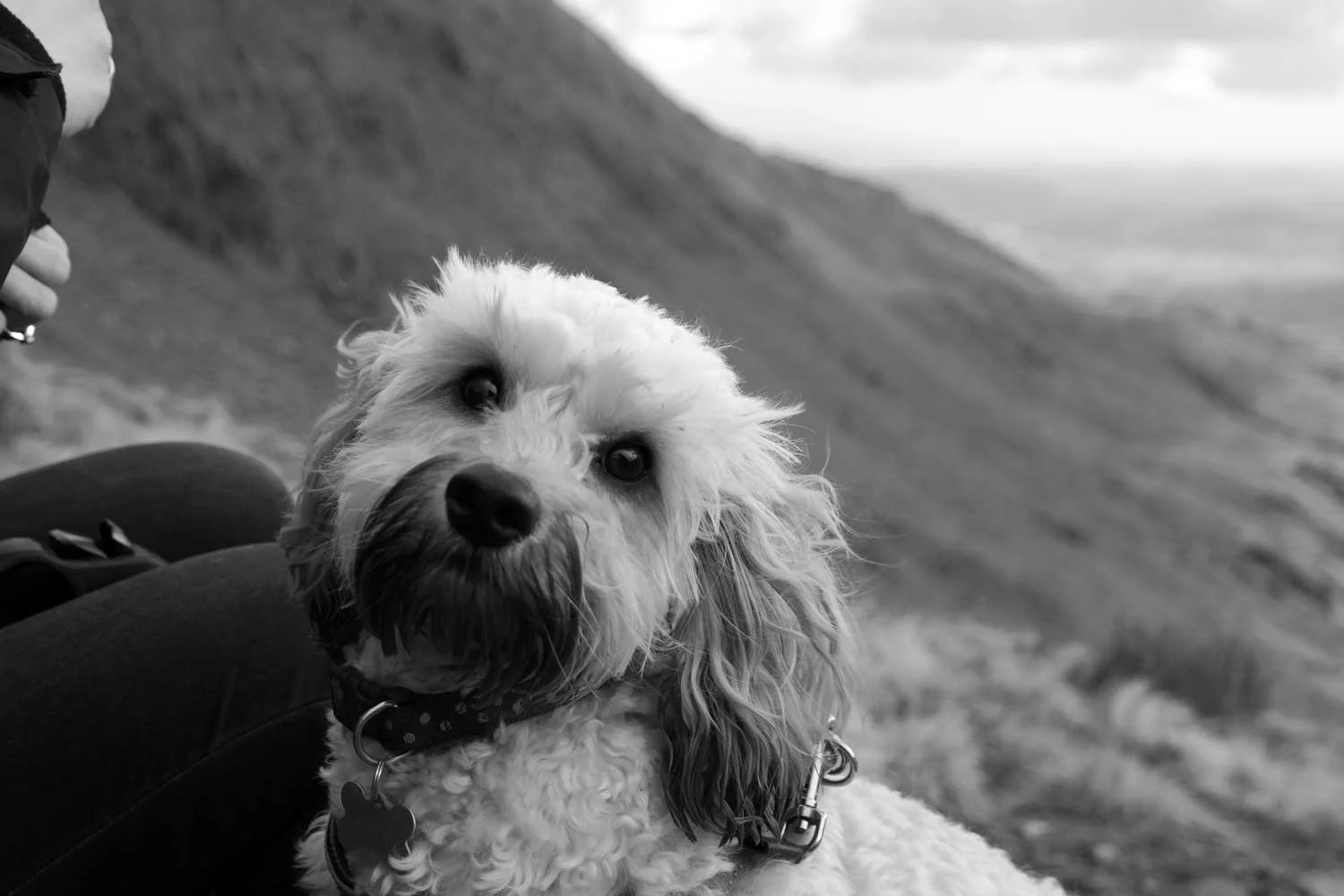 A dog with curly fur and floppy ears sitting on a person's lap outdoors near a coastline with cliffs in the background, captured in black and white.