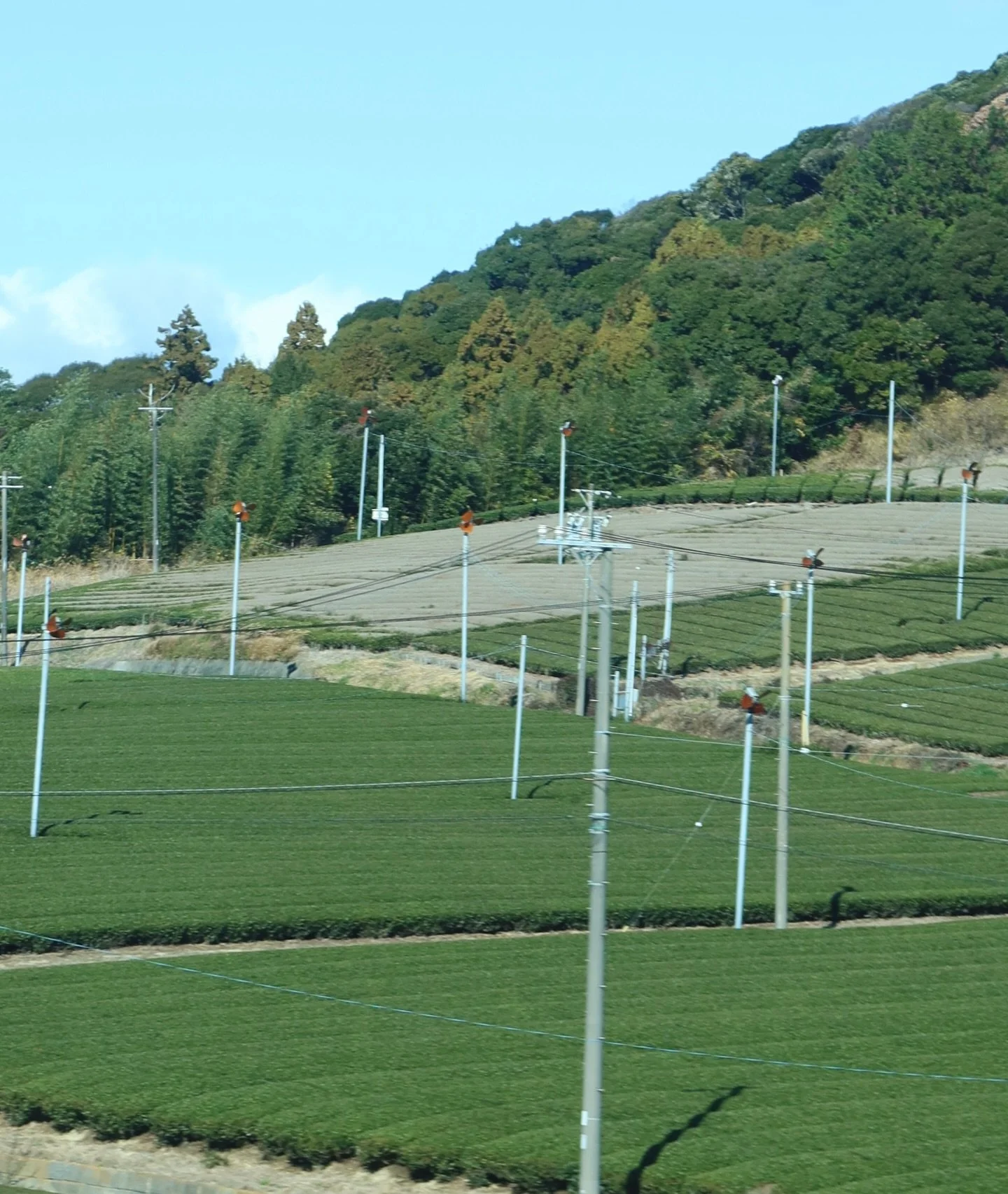 This is where matcha begins