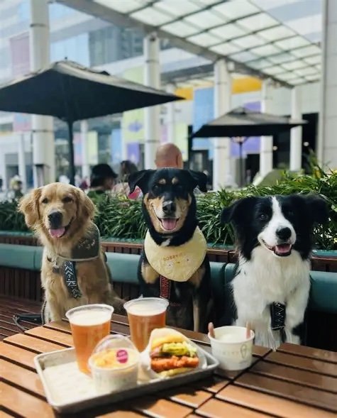🐾 Dog-Friendly Restaurants in Oldsmar, Florida